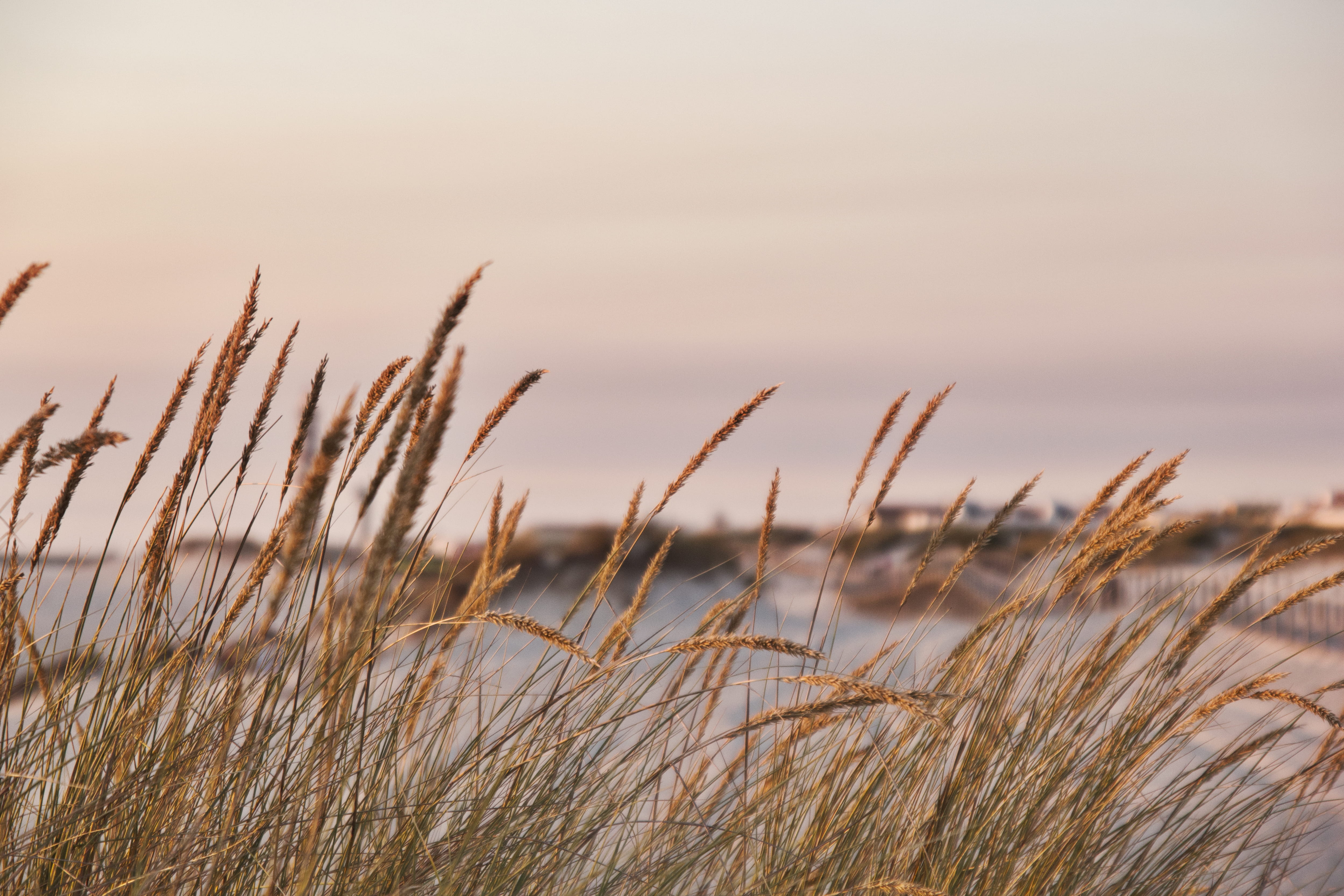 skyline, grass, tranquil scene, plant, no people, wind, agriculture, horizon, close-up, beauty in nature, beach, aveiro, landscape, plants, cereal plant, HD Wallpaper