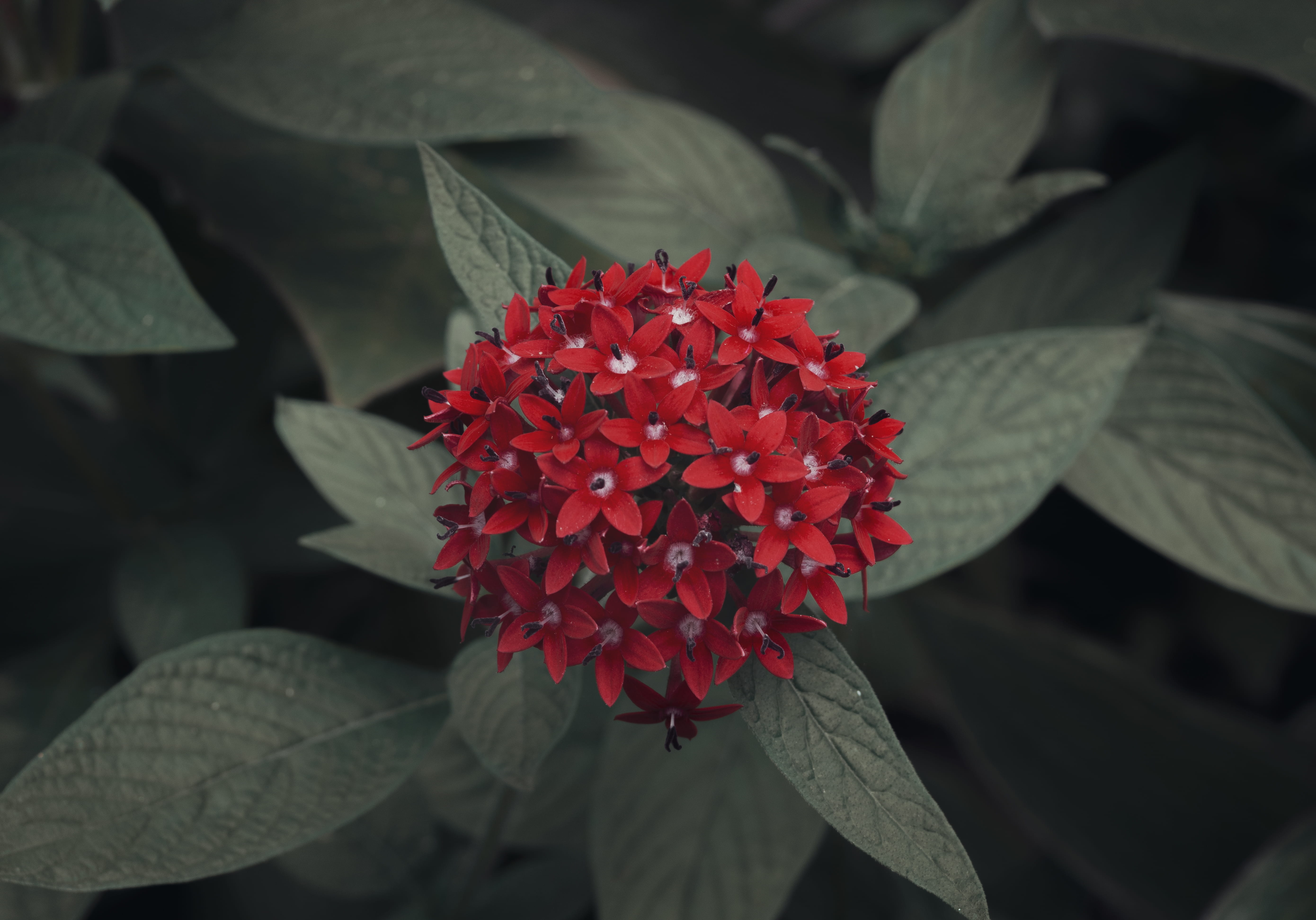 close-up, closeup, green, people, person, flowers, 5K, growth, flowering plant, beauty in nature, plant part, petal, no people, colombia, flower, inflorescence, HD Wallpaper