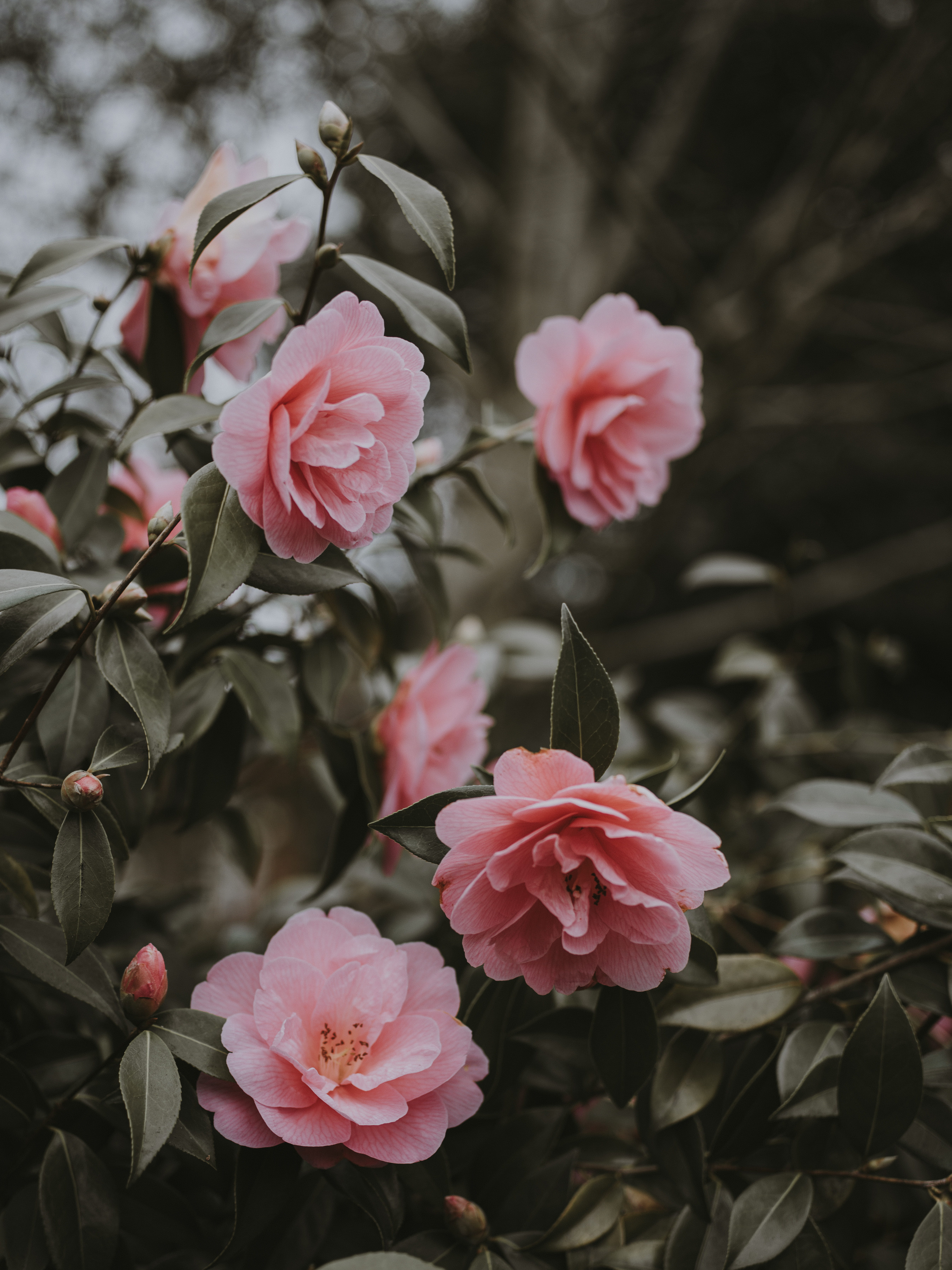 5K, lily, dahlia, fruit, vegetation, pink, day, rose, pond lily, nature, freshness, growth, flower, geranium, tree, acanthaceae, pollen, inflorescence, Phone HD Wallpaper