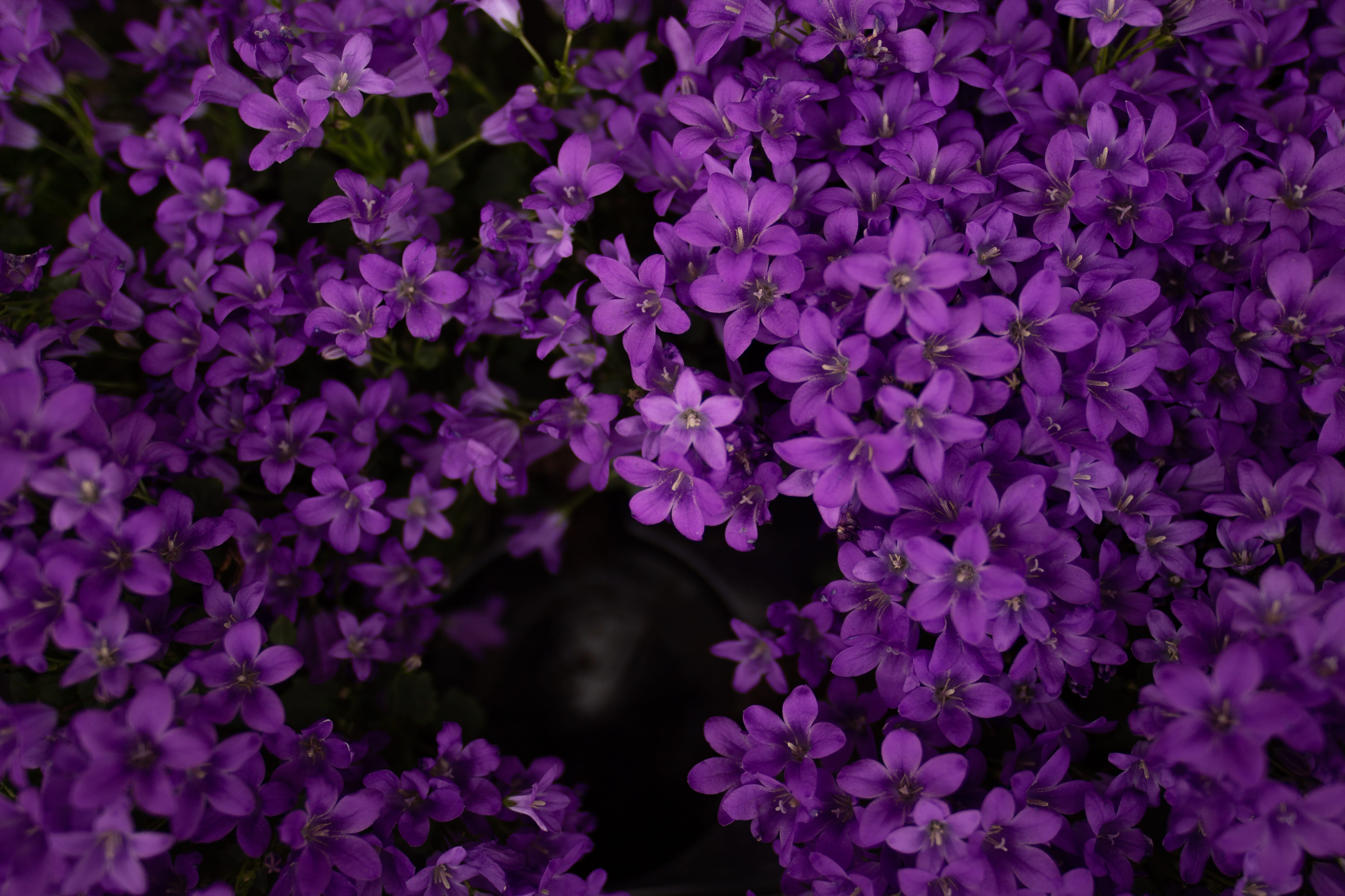 nature, bunch of flowers, gladiolus, petal, animal, dahlia, flower head, geranium, 5K, fragility, lilac, no people, backgrounds, lavender, full frame, HD Wallpaper