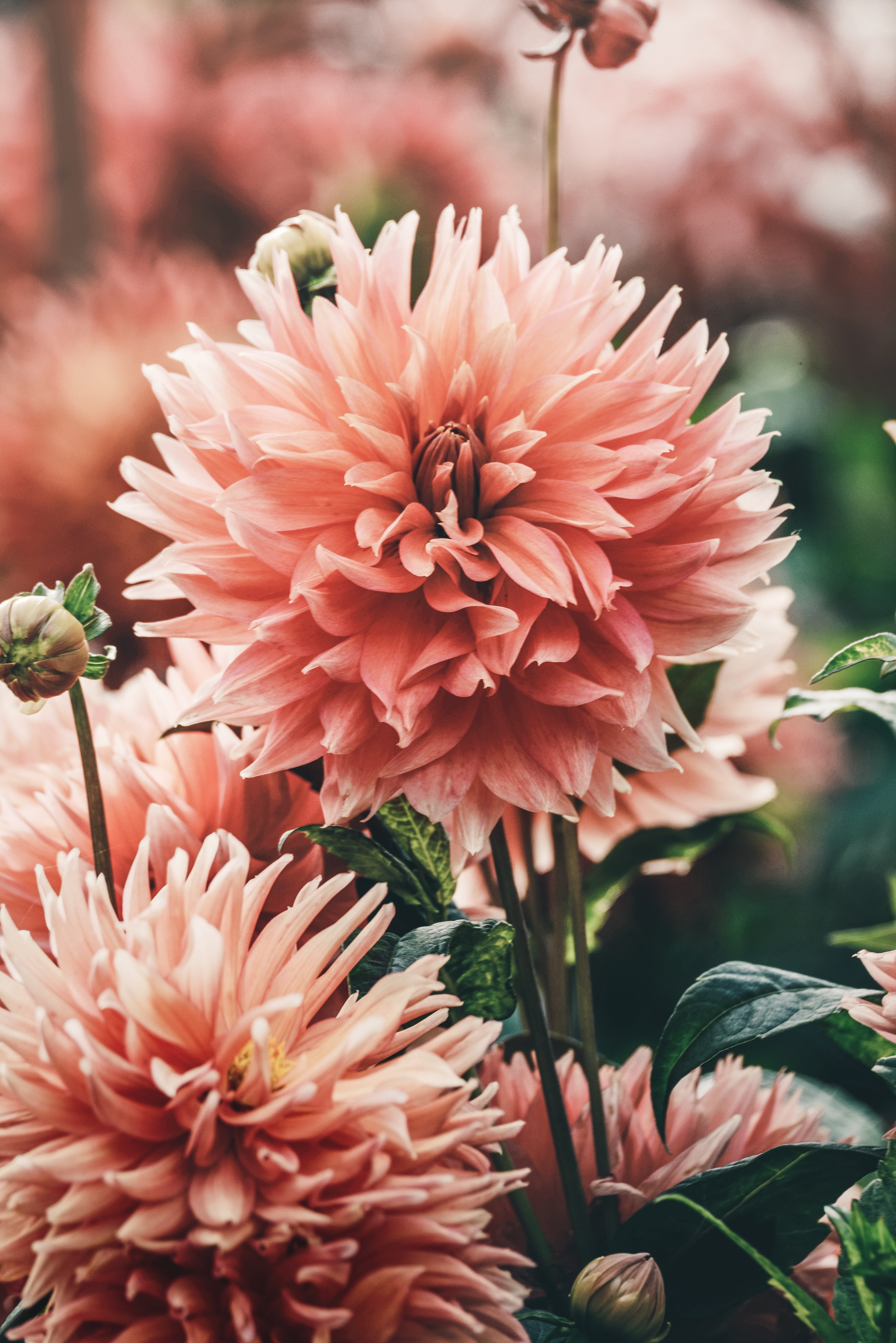 vulnerability, pink, flower, day, botany, inflorescence, pink color, close-up, leaf, focus on foreground, flora, flowering plant, carnation, outdoors, blur, Phone HD Wallpaper