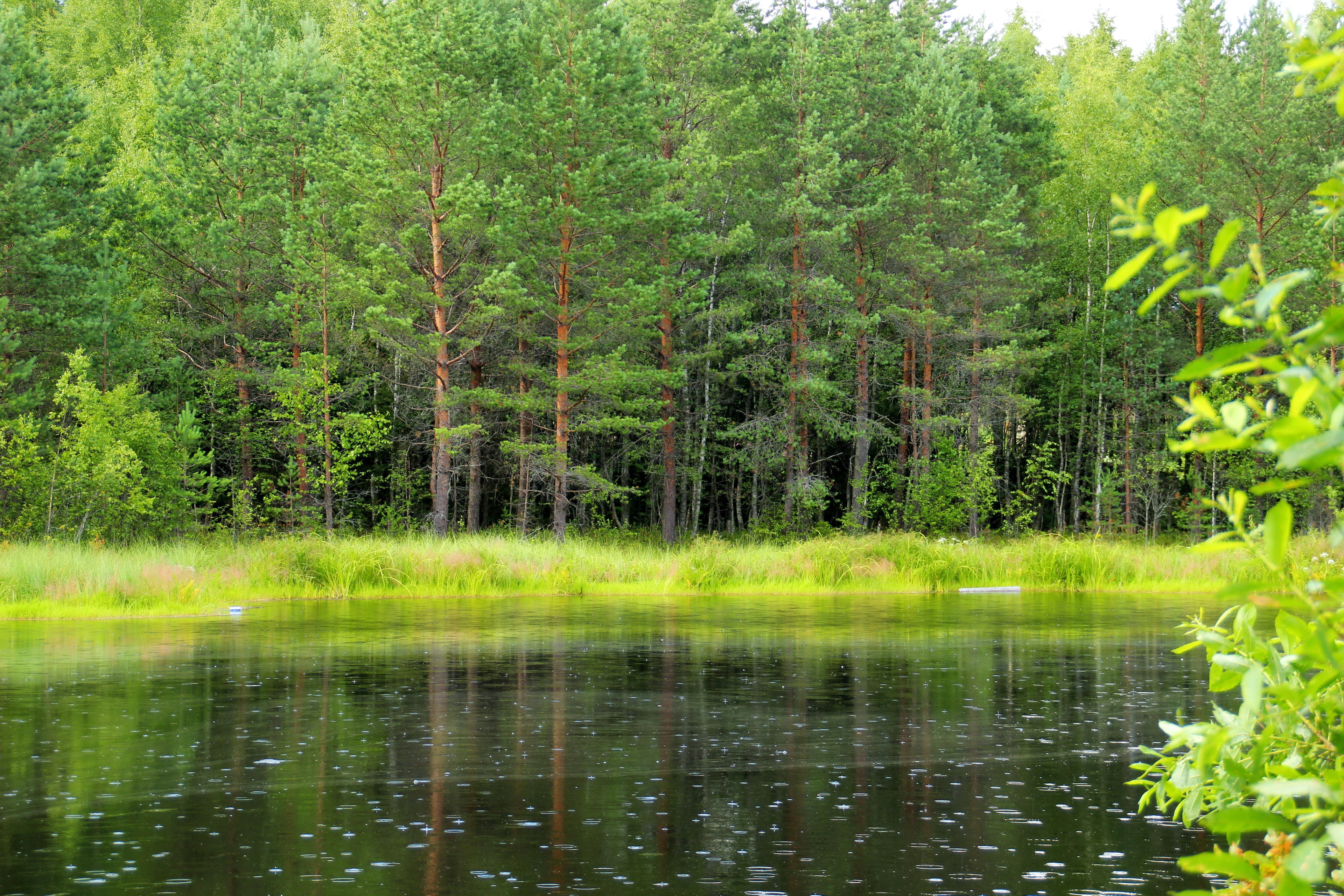 trees, 4K, region, leningrad, green, grass, Leningrad region, water, lake, body, Russia, forest, HD Wallpaper