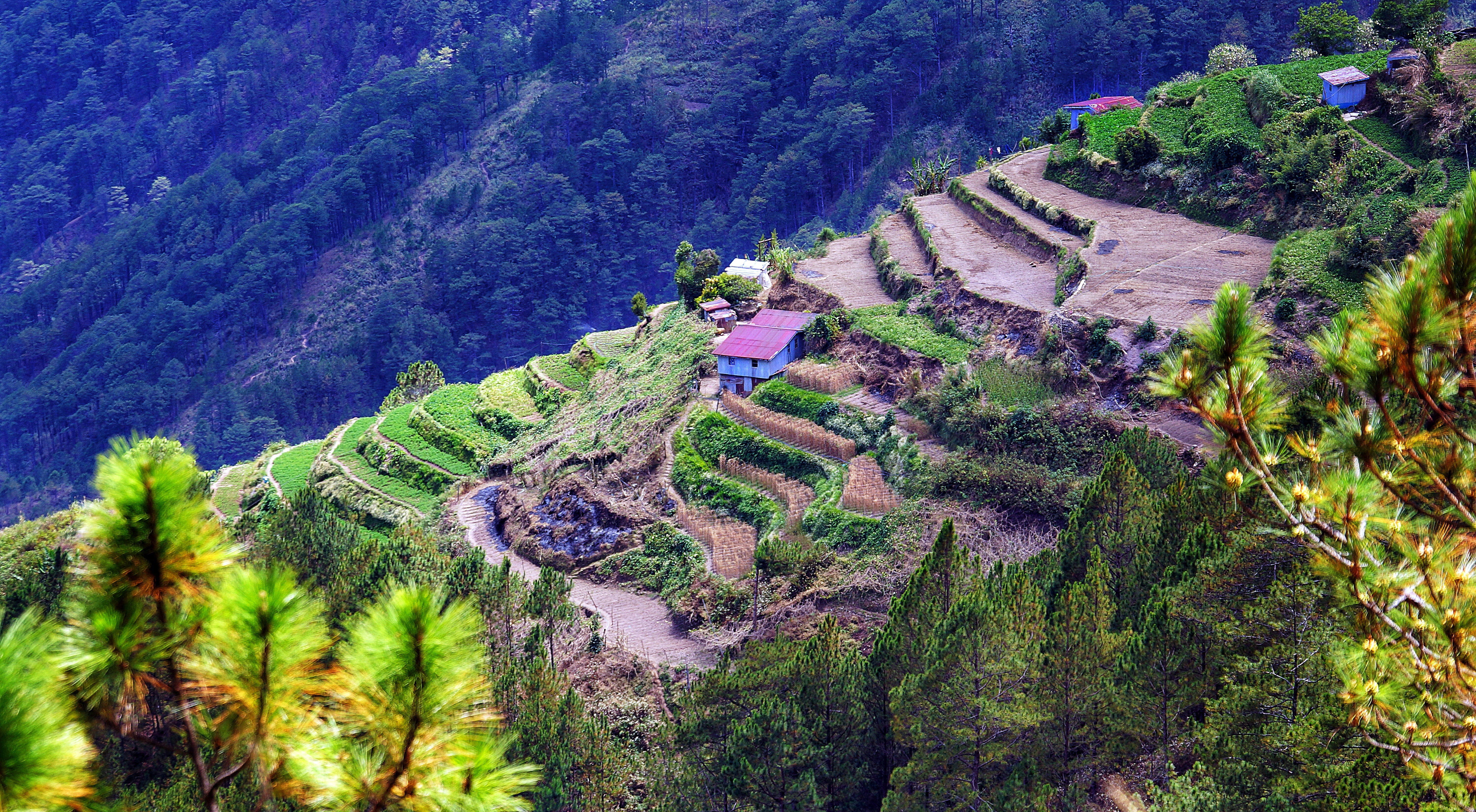 5K, plantation, no people, agriculture, scenery, land, region, terraced field, outdoors, green color, tranquility, growth, plant, scene, tree, built structure, HD Wallpaper
