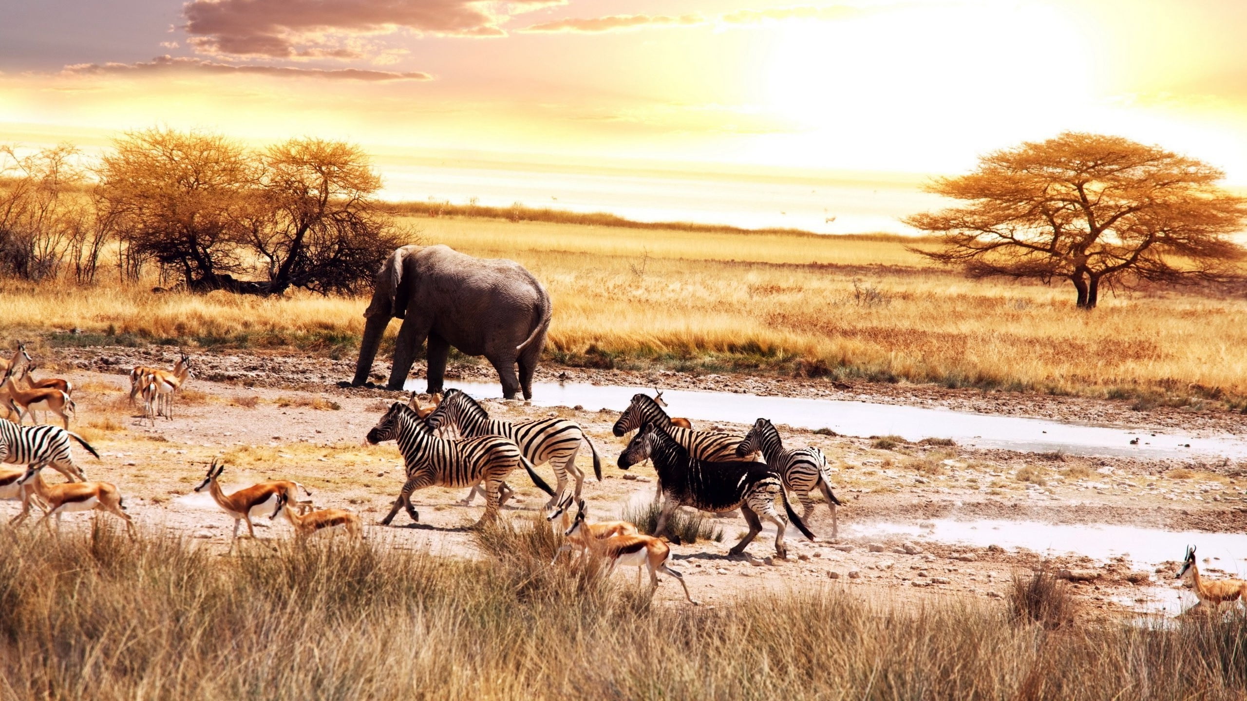 grass, elephant, sky, mammal, land, environment, large group of animals, 2K, vertebrate, animals in the wild, group of animals, plant, herbivorous, Africa, HD Wallpaper