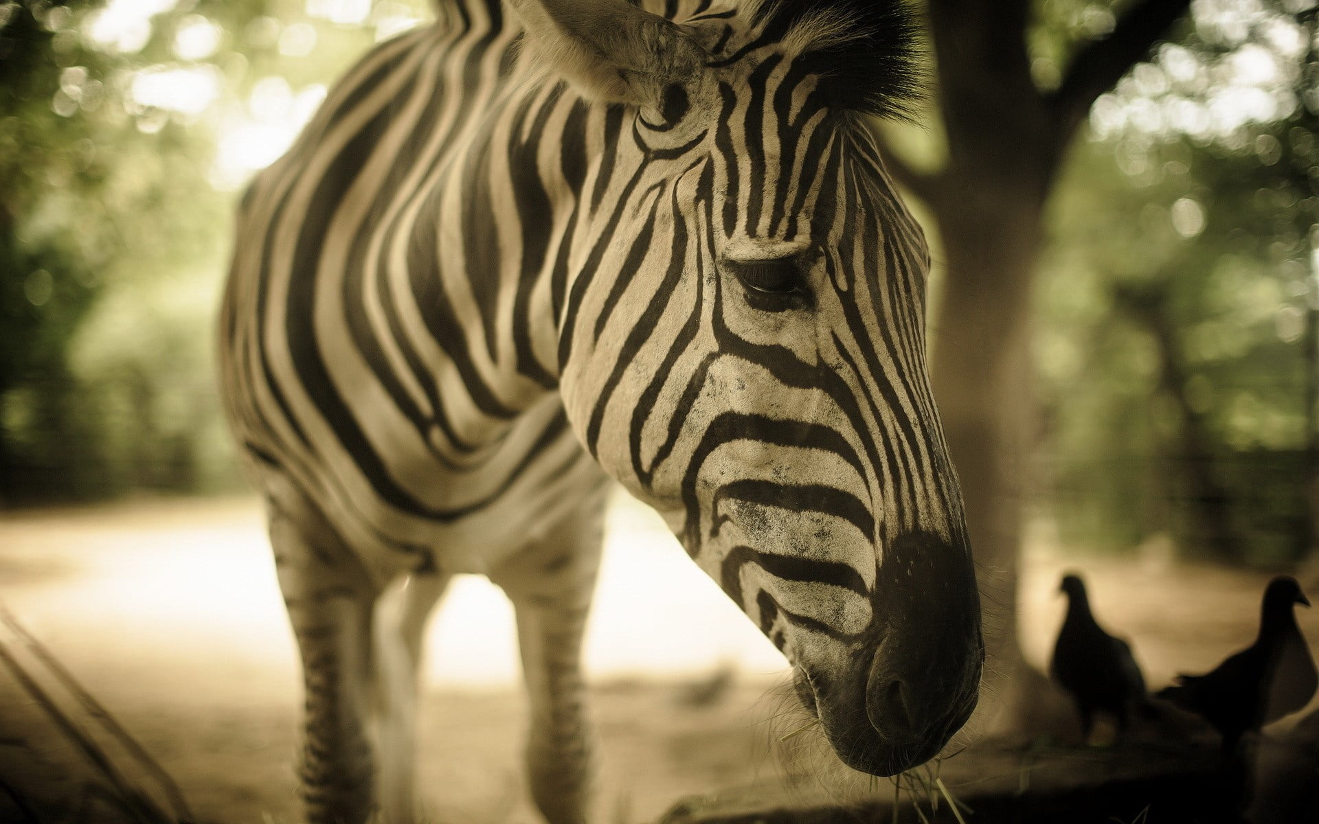animal head, black, herbivorous, white, zebra, animal wildlife, animal markings, plant, animal, nature, no people, group of animals, mammal, outdoors, animal themes, HD Wallpaper
