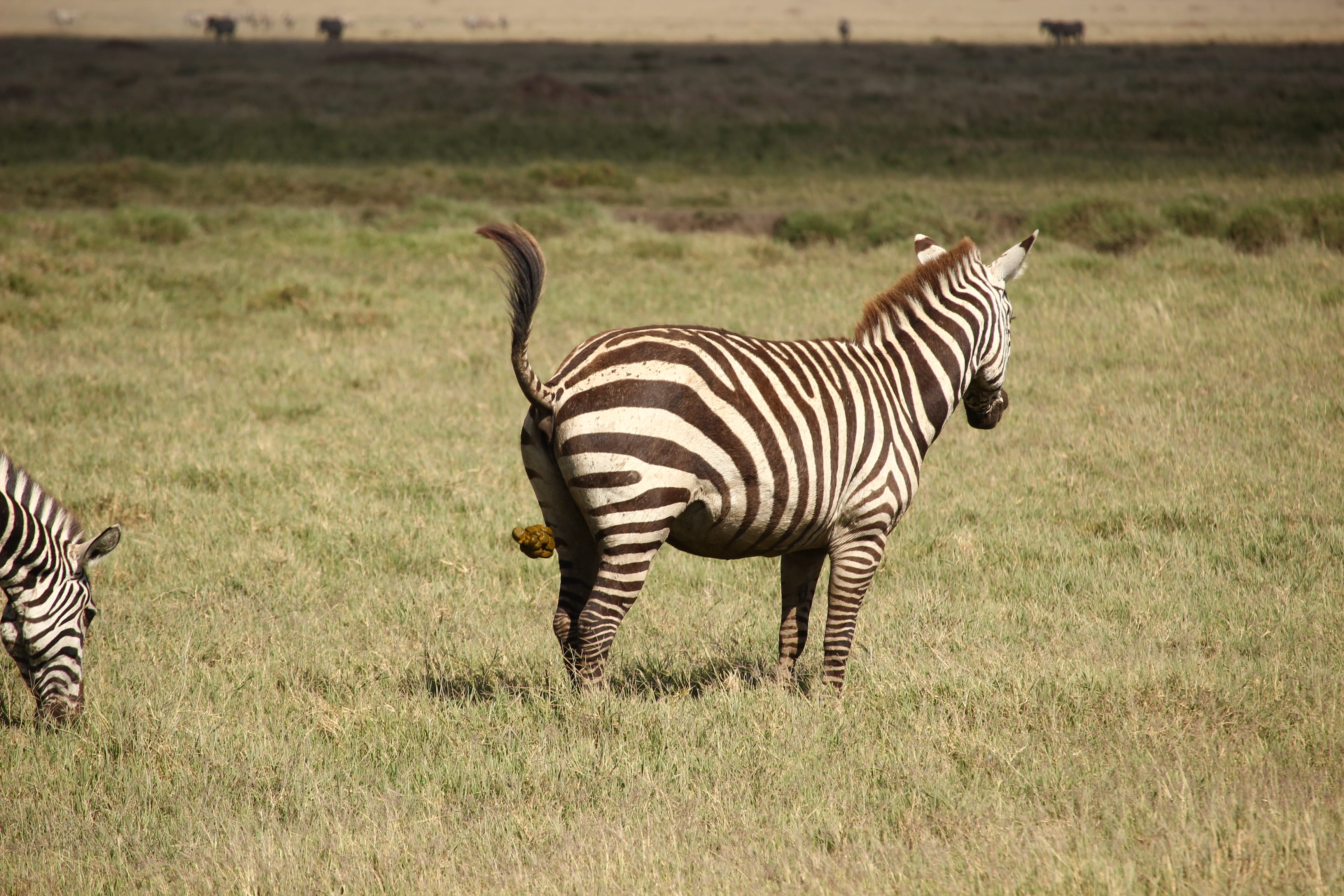 no people, herbivorous, outdoors, semi-arid, mammal, nature, day, zebra, plant, domestic animals, striped, vertebrate, 2K, poop, standing, animal wildlife, HD Wallpaper