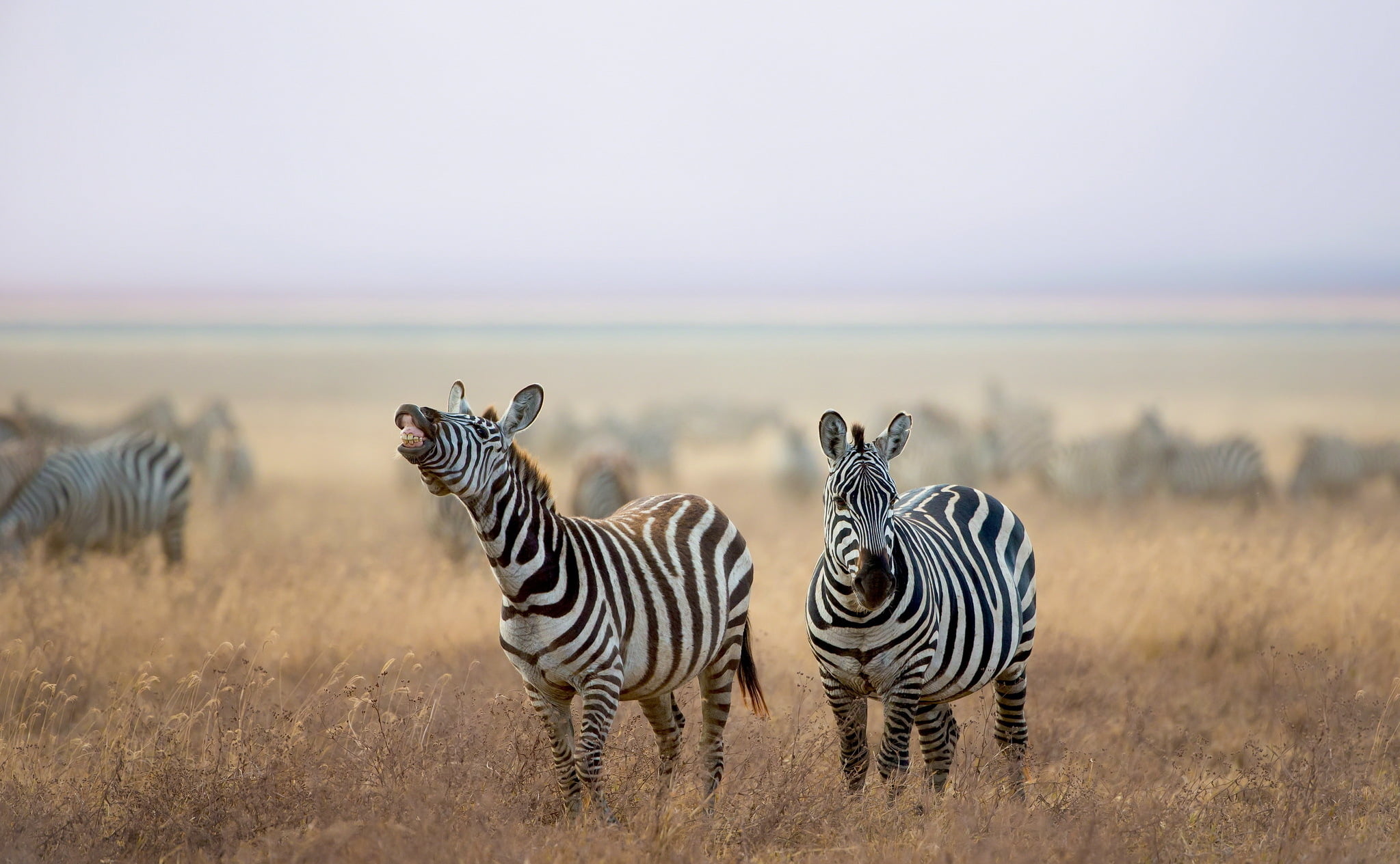 full length, sky, herbivorous, striped, safari, animal, nature, no people, herd, semi-arid, zebras, animals in the wild, group of animals, domestic animals, HD Wallpaper