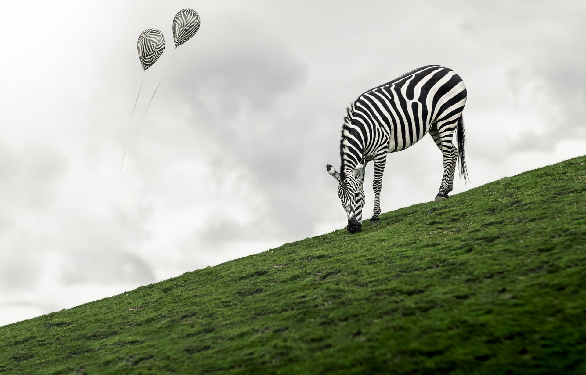 day, animal wildlife, striped, field, 1080P, sky, one animal, beauty in nature, animals, outdoors, mammal, side view, plant, grass, animal themes, no people, HD Wallpaper