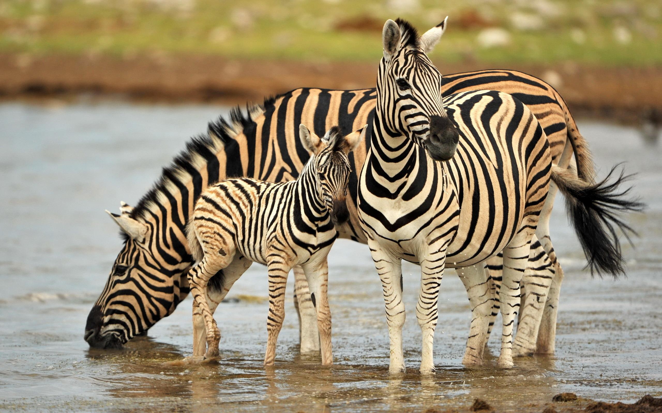 animals, zebras, animal, water, 2K, HD Wallpaper