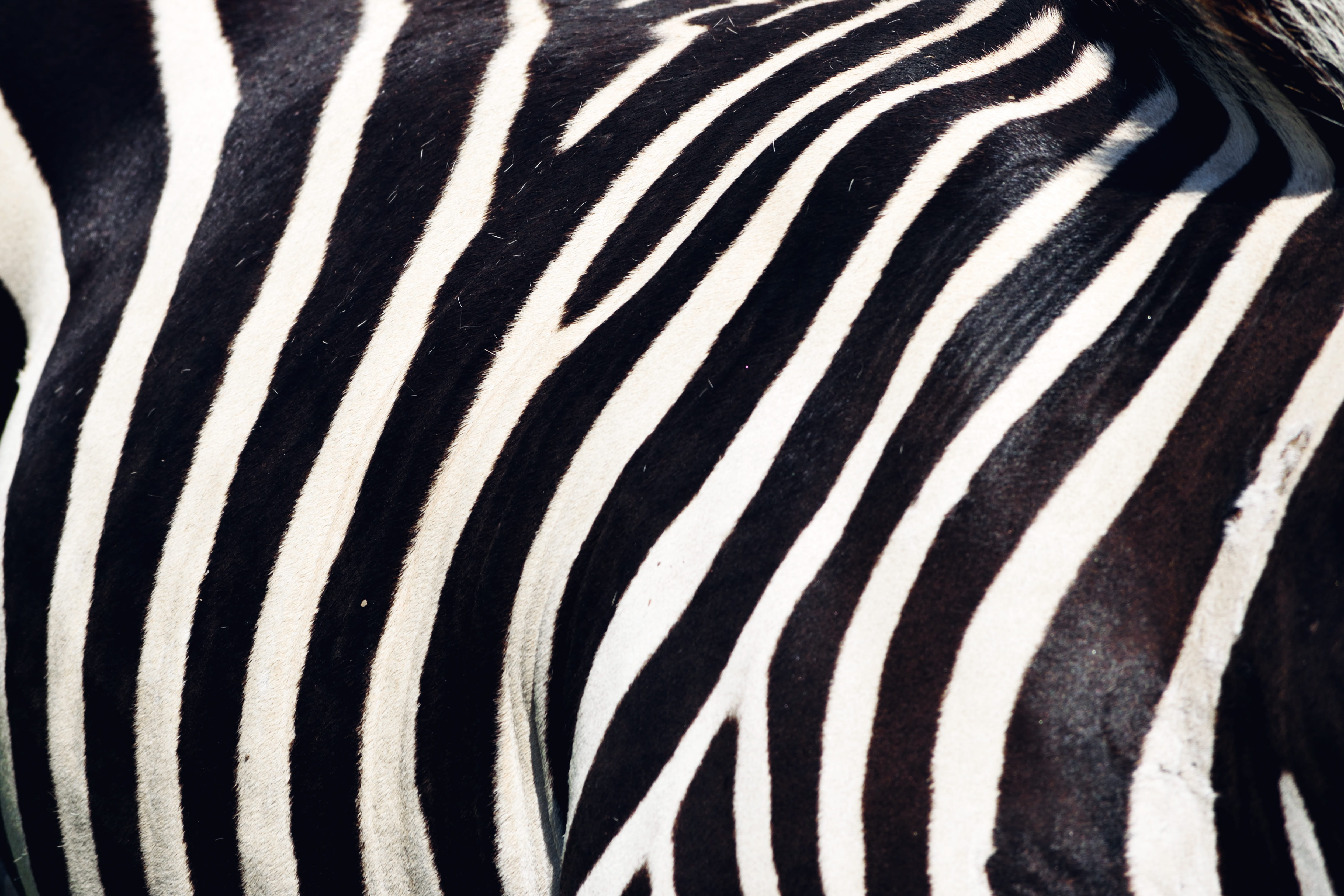 4K, zebra, black color, zoo, stripes, safari, natural pattern, full frame, africa, animal themes, wildlife, animalsNature, abstract, animal wildlife, animal skin, HD Wallpaper