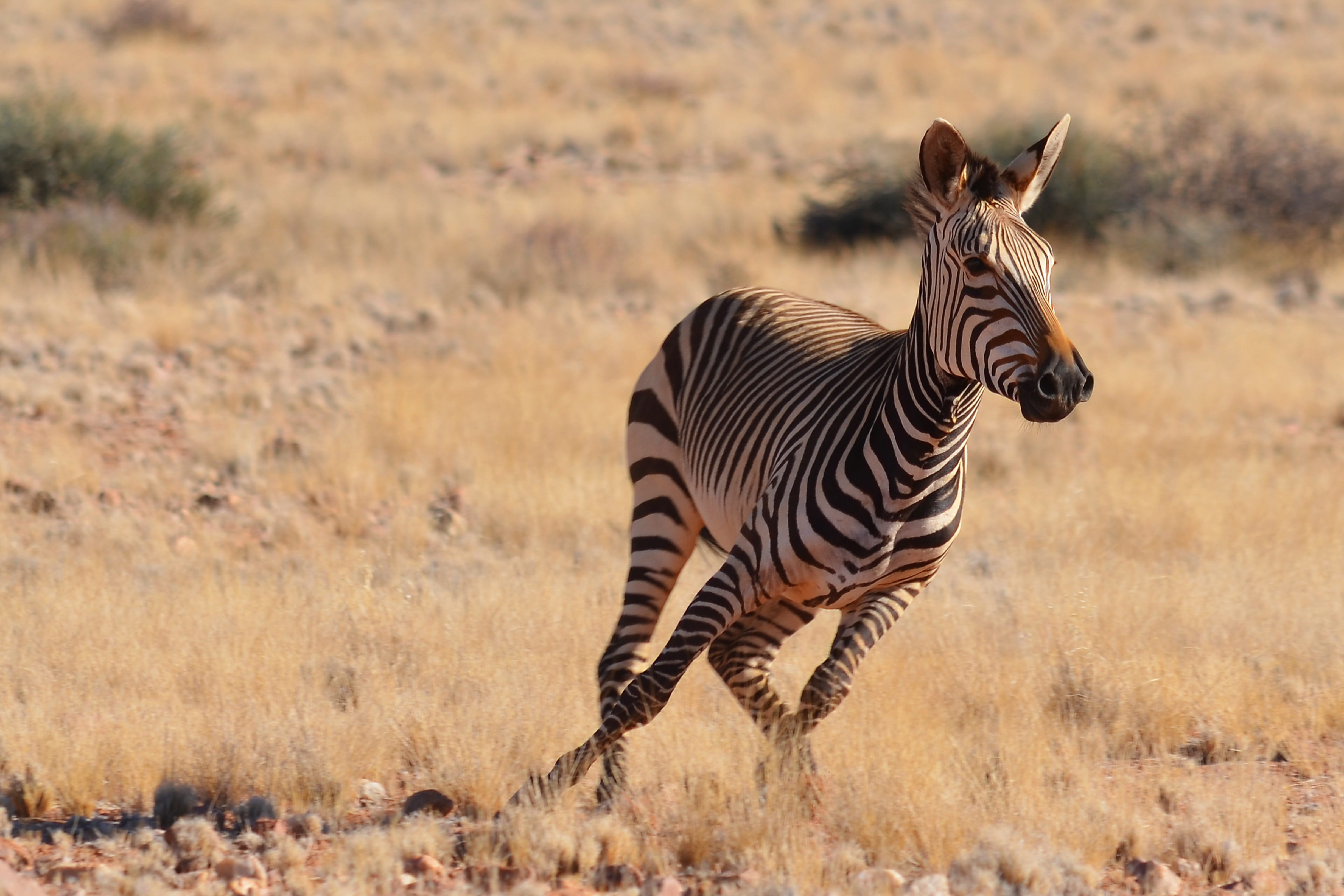 tourism, zebra, full length, animal, african, nature, animals in the wild, africa, outdoors, one animal, standing, mammal, semi-arid, animalsNature, grass, HD Wallpaper