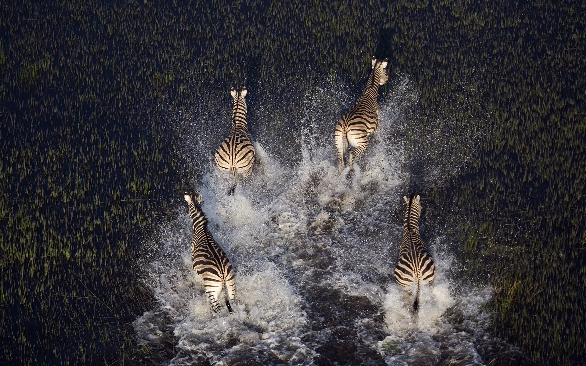 zebras, walking, motion, photo, digital, tourism, forest, environment, 1080P, outdoors, four, nature, no people, tiger, high angle view, panoramic, HD Wallpaper