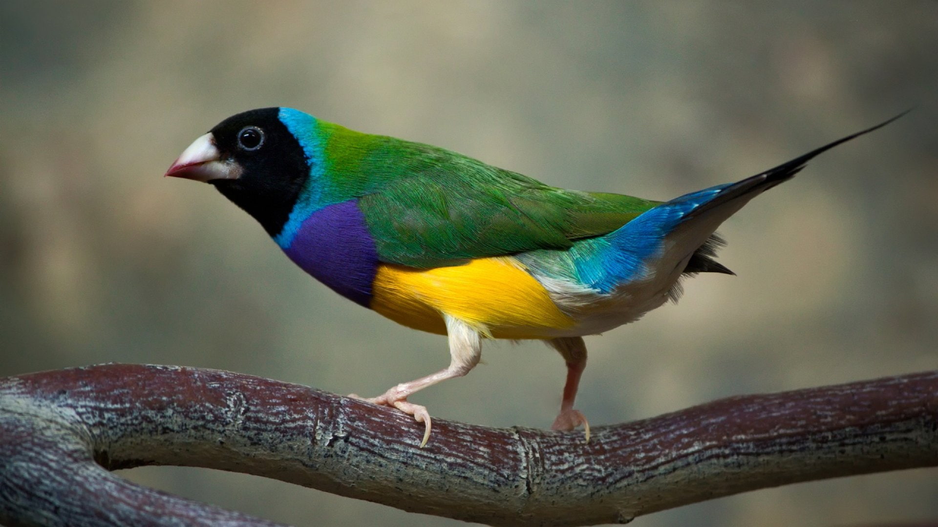 outdoors, bird, vertebrate, branch, plant, tree, no people, animal wildlife, animal, day, Gouldian Finch, 1080P, one animal, focus on foreground, rainforest, HD Wallpaper
