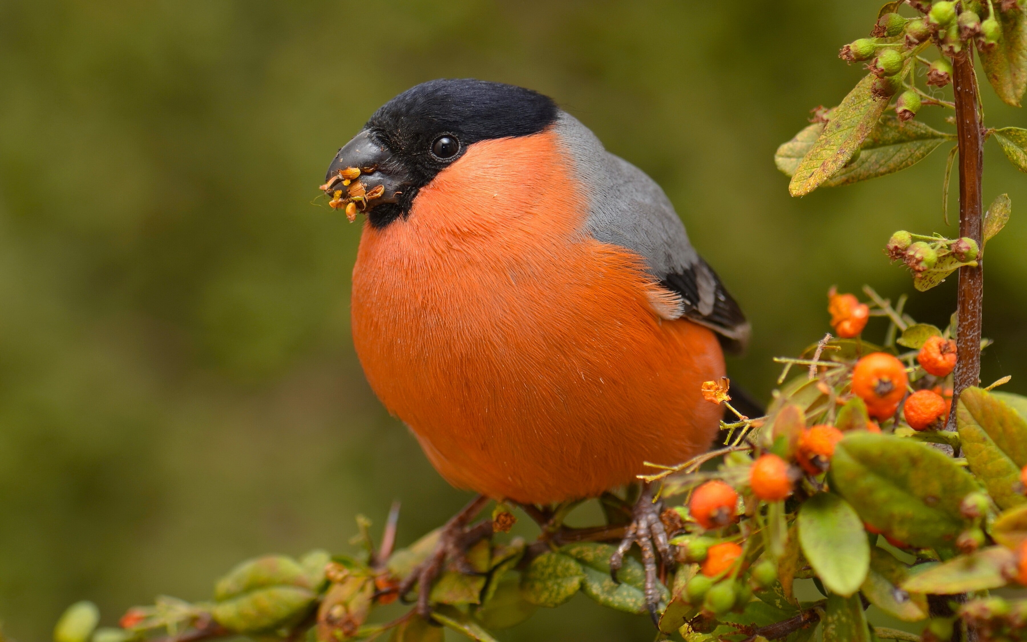 finches, birds, macro, animals, Bullfinch, 2K, HD Wallpaper