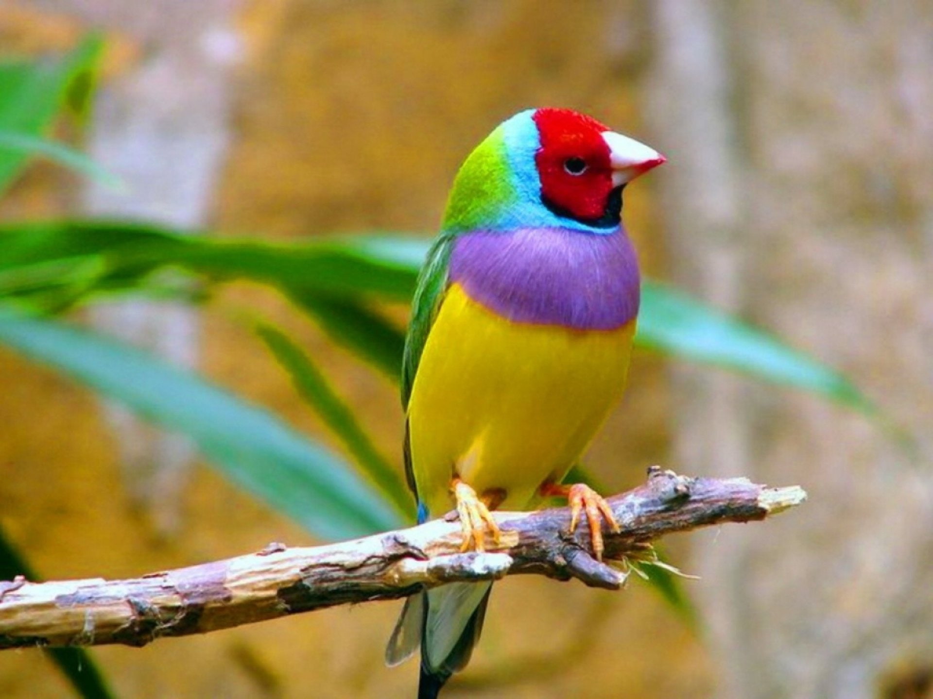 Gouldian Finch, multi colored, Colorful, tree, nature, 1080P, Colors, vertebrate, plant, full length, perching, animals in the wild, day, no people, outdoors, HD Wallpaper