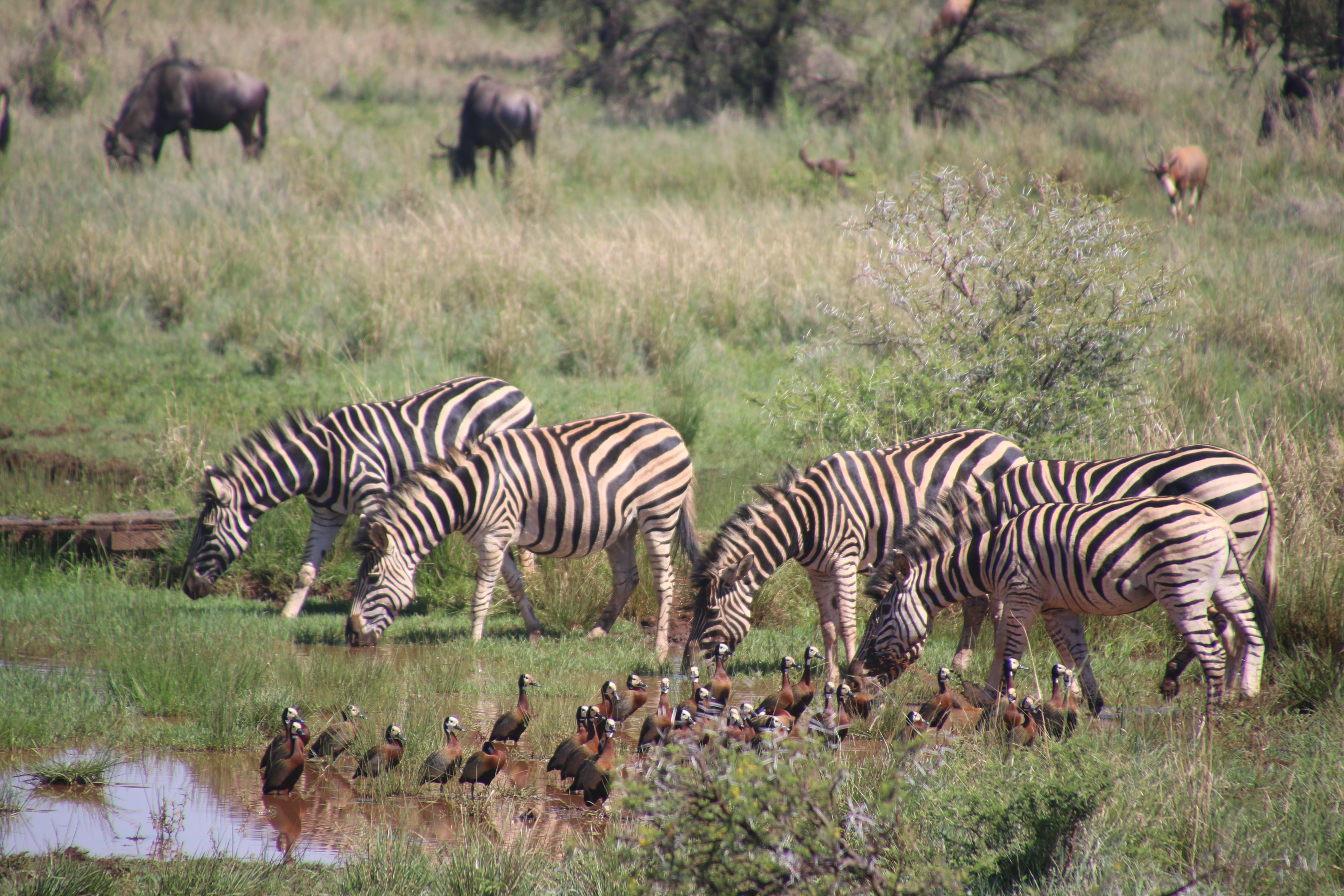 serengeti, plant, striped, animals in the wild, group of animals, reserve, wilderness, landscape, environment, drink, pond, close-up, country, focus, bushes, HD Wallpaper