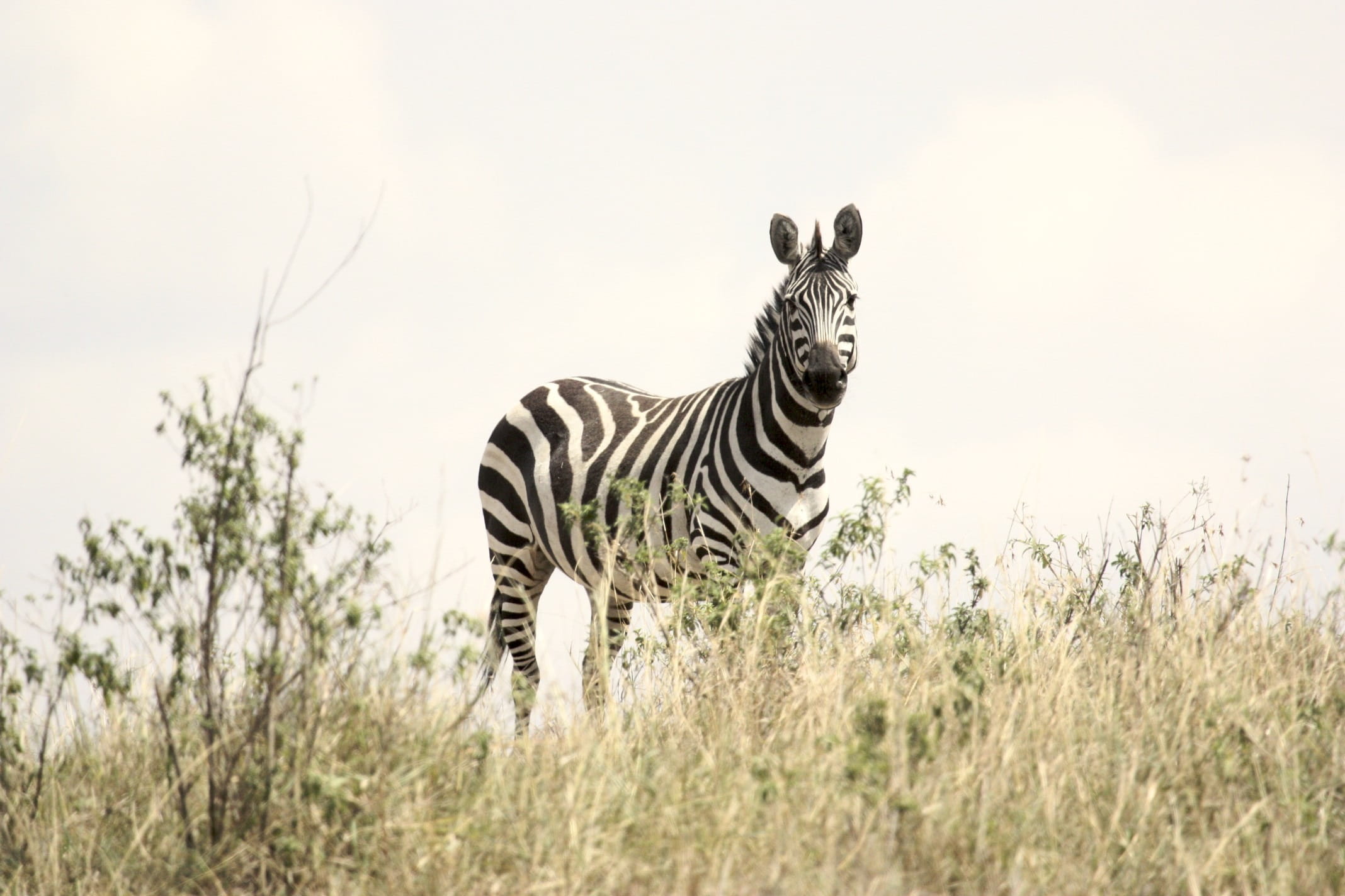 wildlife, one animal, nature, grass, africa, bush, near, day, plant, mammal, daytime, outdoors, semi-arid, no people, animal wildlife, striped, sky, animal themes, HD Wallpaper