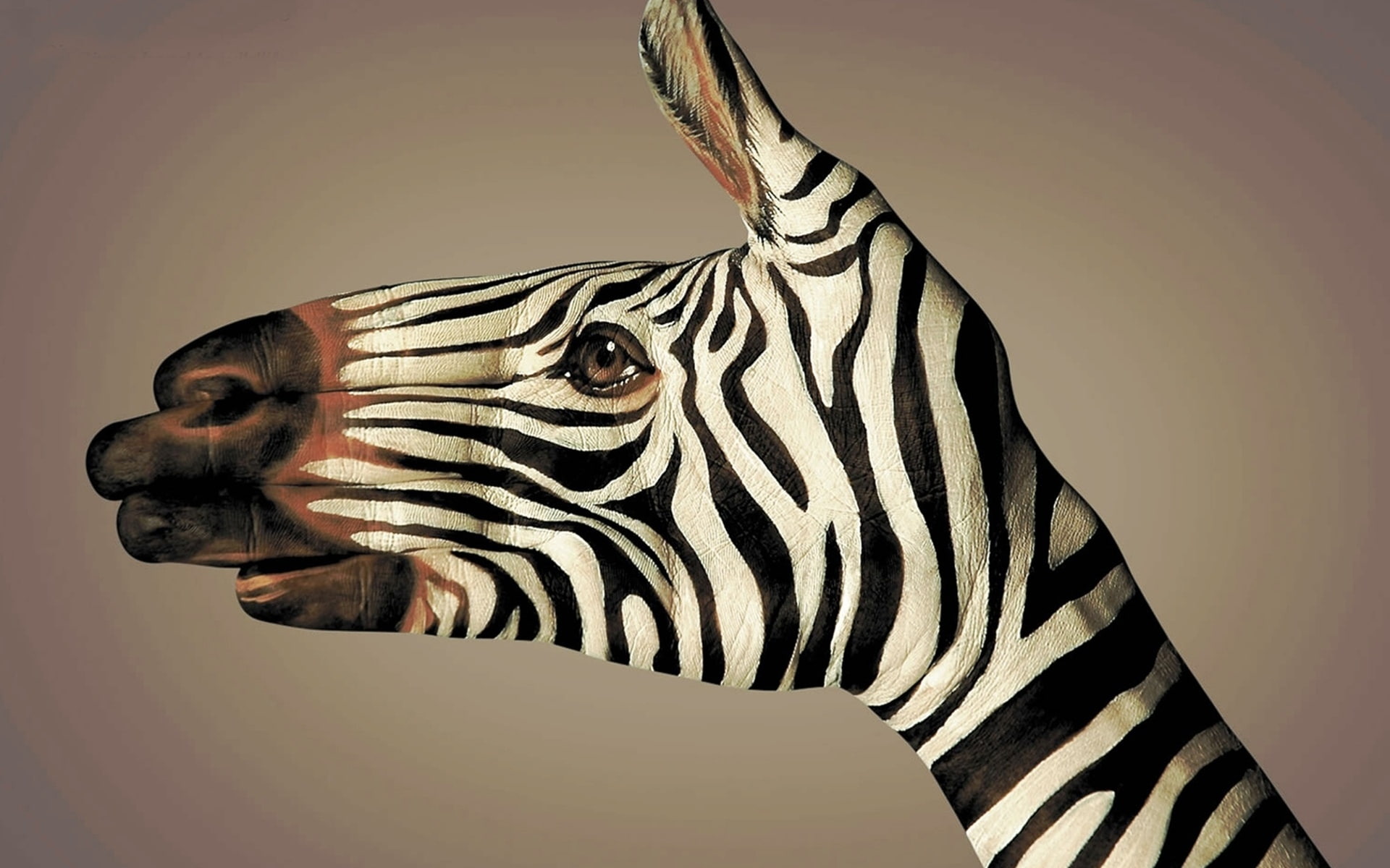 animal wildlife, studio shot, animals in the wild, zebra, zebras, indoors, animal body part, vertebrate, Body Art, animal markings, 1080P, no people, herbivorous, HD Wallpaper