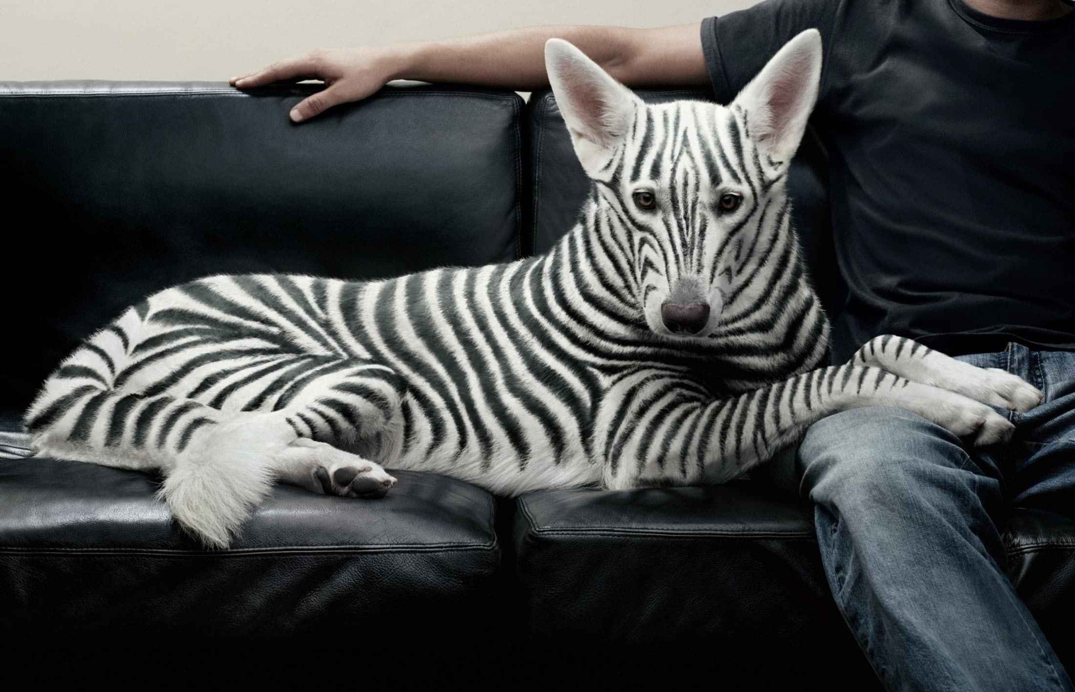 animal, d, dog, 3d and abstract, funny, cute, 1080P, zebra, fantasy, HD Wallpaper