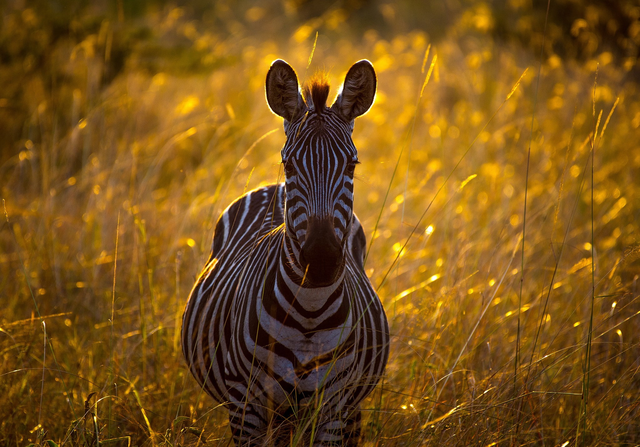 herbivorous, day, plants, beauty in nature, no people, one animal, animal themes, looking at camera, travel destinations, grass, field, looking at viewer, HD Wallpaper