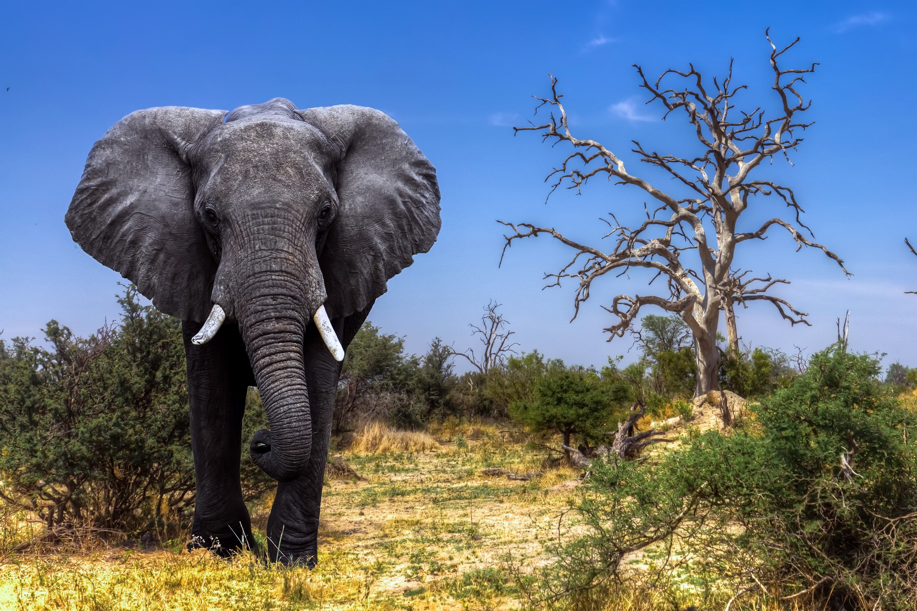 Africa, 2K, The Okavango Delta, Botswana, Safari, Elephant, HD Wallpaper
