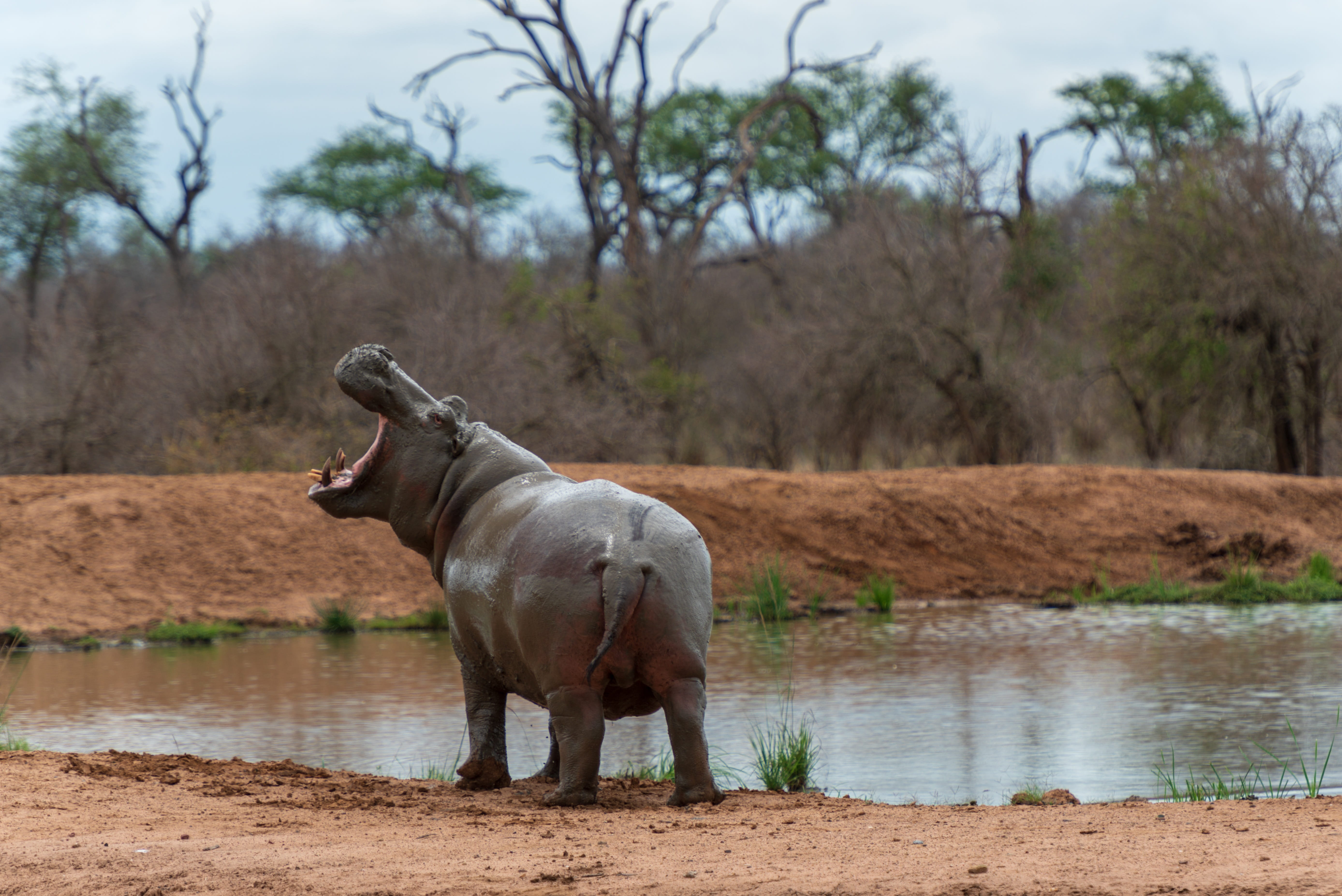 no people, africa, hippo, lake, day, land, wild, tree, animal, outdoors, plant, pets, animal wildlife, one animal, vertebrate, animal themes, water, domestic animals, HD Wallpaper