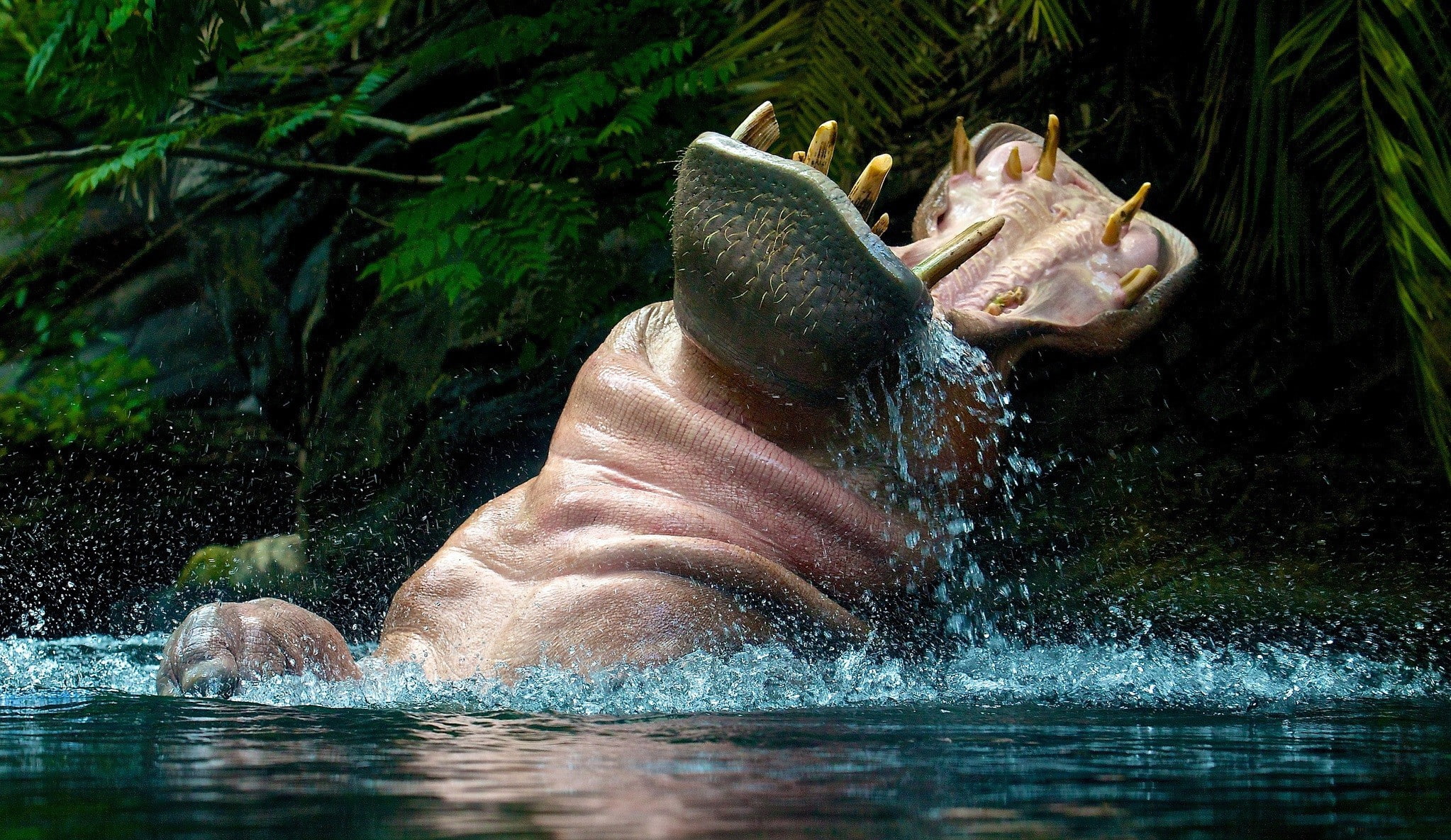 animal themes, one animal, animals in the wild, mammal, outdoors, hippos, nature, mouth open, underwater, animal teeth, hippopotamus, herbivorous, mouth, HD Wallpaper