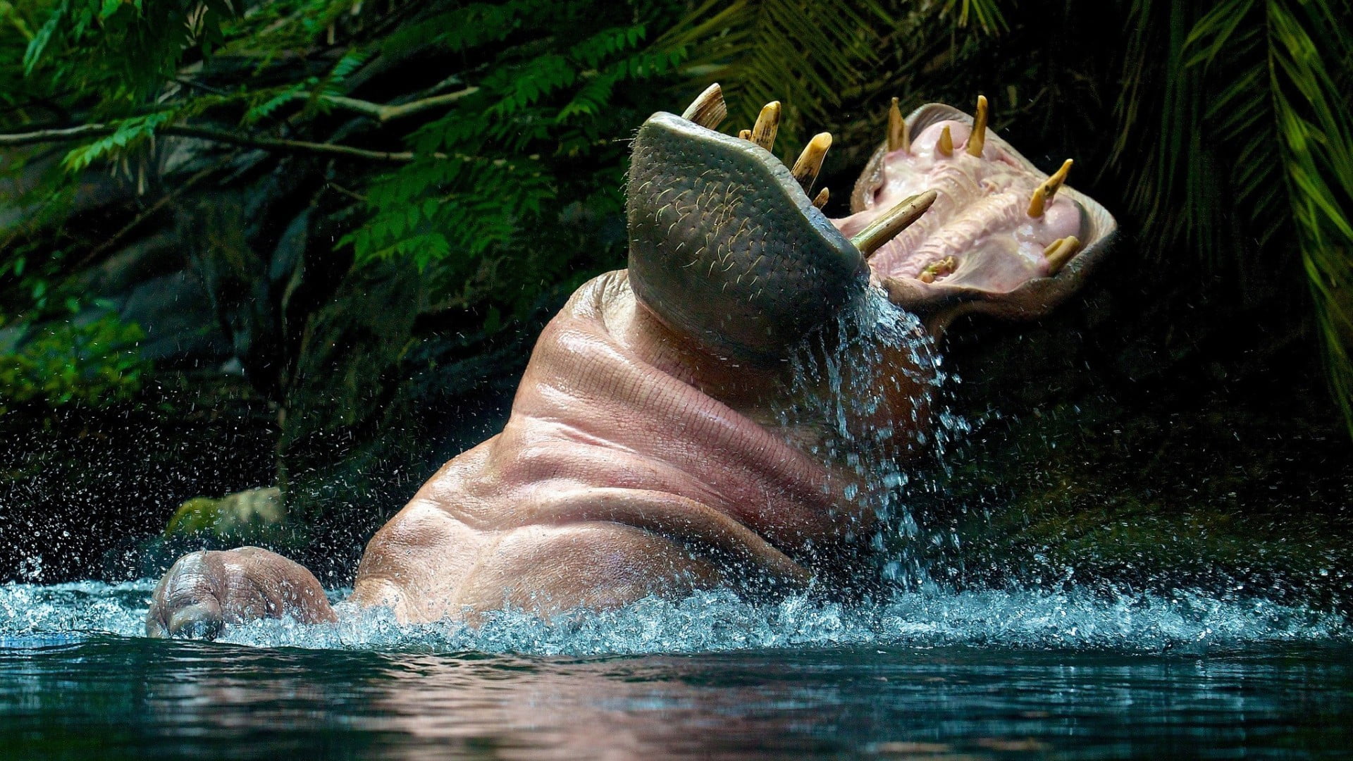1080P, animal teeth, animal head, vertebrate, animal, aggression, animals in the wild, one animal, brown, no people, animals, outdoors, underwater, animal mouth, HD Wallpaper