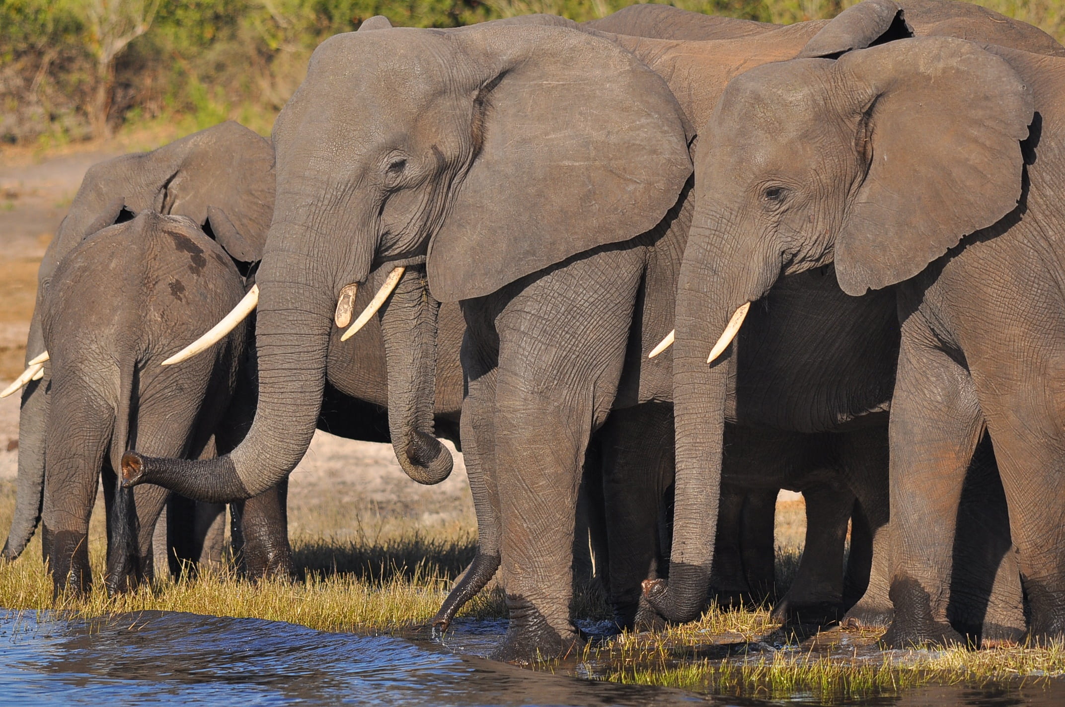 wildlife, animal trunk, animals in the wild, national, five, mammal, scenic, drinking, landscape, trunk, togetherness, ivory, scenery, botswana, africa, HD Wallpaper