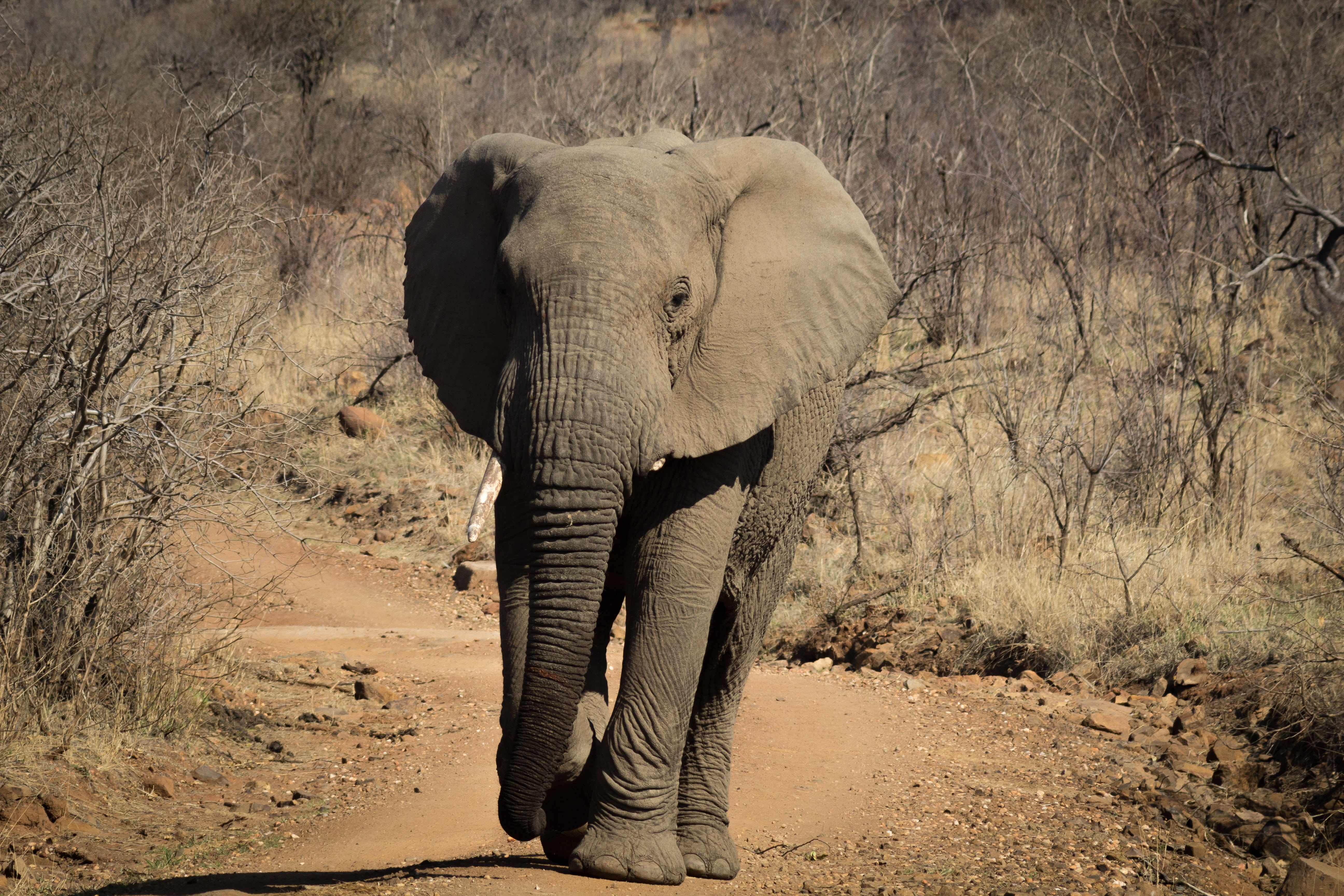 endangered Species, safari, day, no people, animals In The Wild, large, herbivorous, savannah, outdoors, tusk, kenya, elephant, animal, field, one animal, HD Wallpaper