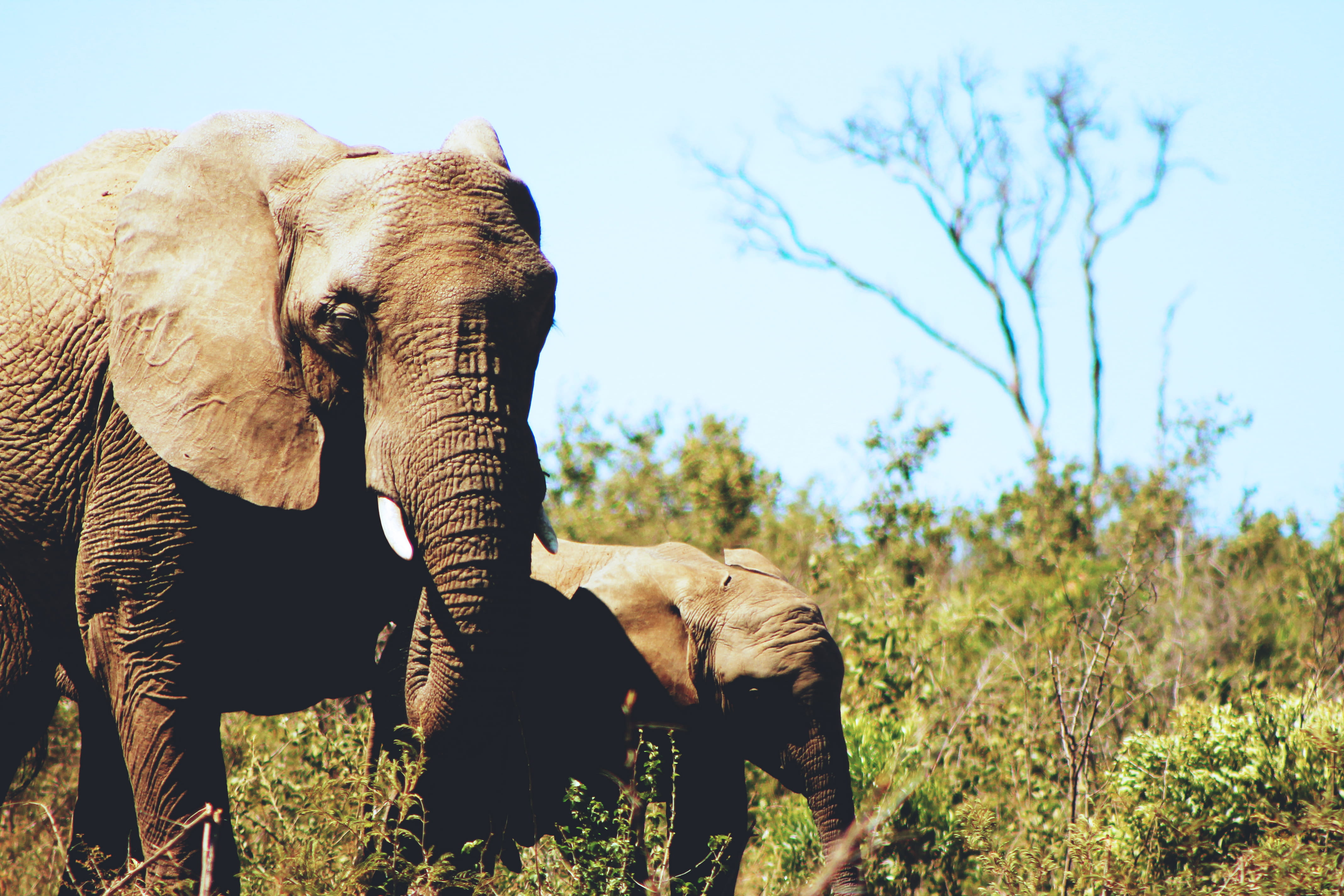 two animals, green, elephant, safari, herbivorous, mammal, gray, animal family, mom, african elephant, tusk, sunlight, wild, plants, trunk, animal, mother, HD Wallpaper