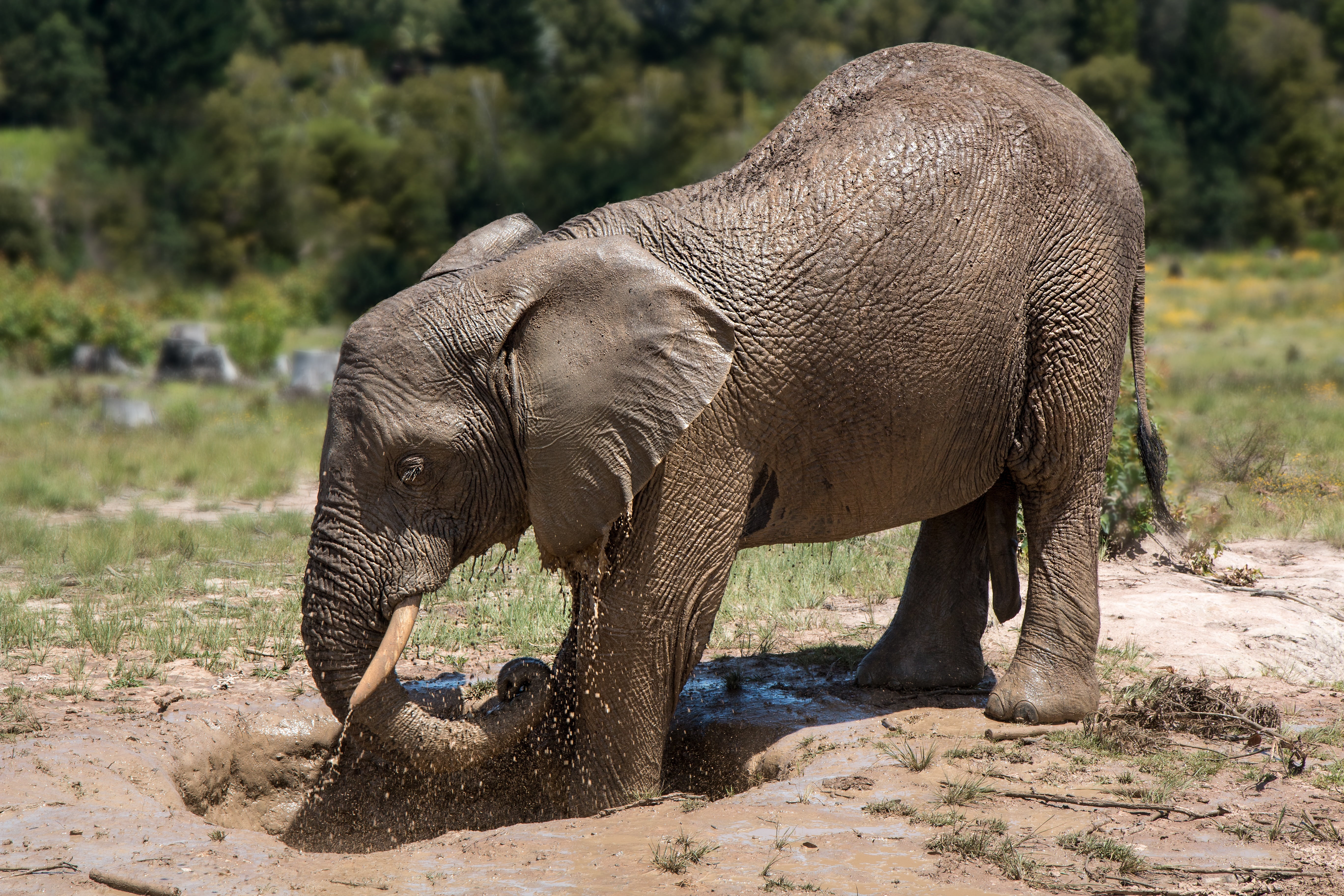 mud pack, skincare, side view, playing, large, no people, herbivore, animal body part, skin care, big, africa, conservation, elephant, animal trunk, frolic, HD Wallpaper