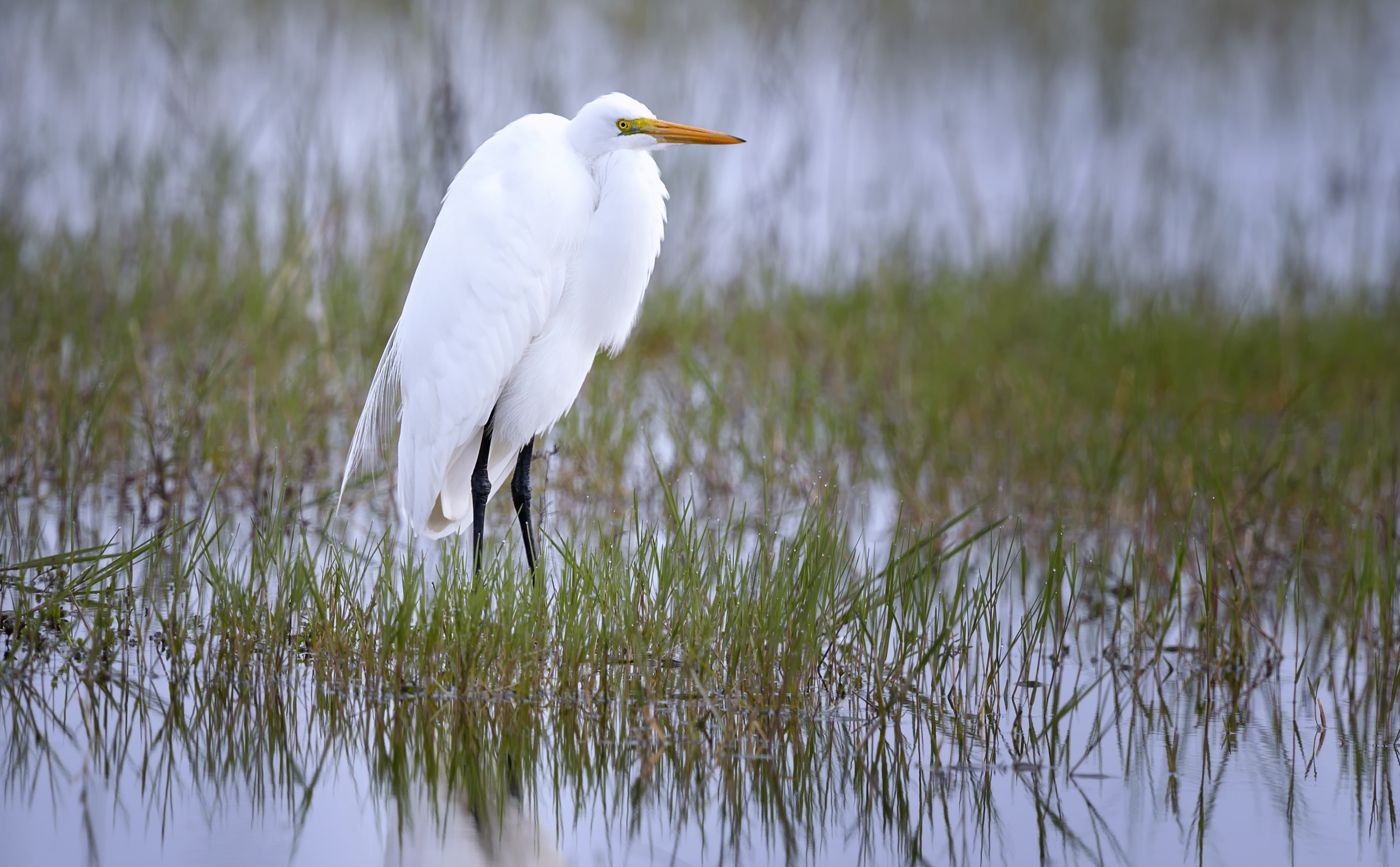 Destination, tourism, visit, Trip, one animal, Adventure, Expedition, CharlotteCounty, Preserve, Travel, Refuge, animal themes, Protect, habitat, Park, HD Wallpaper