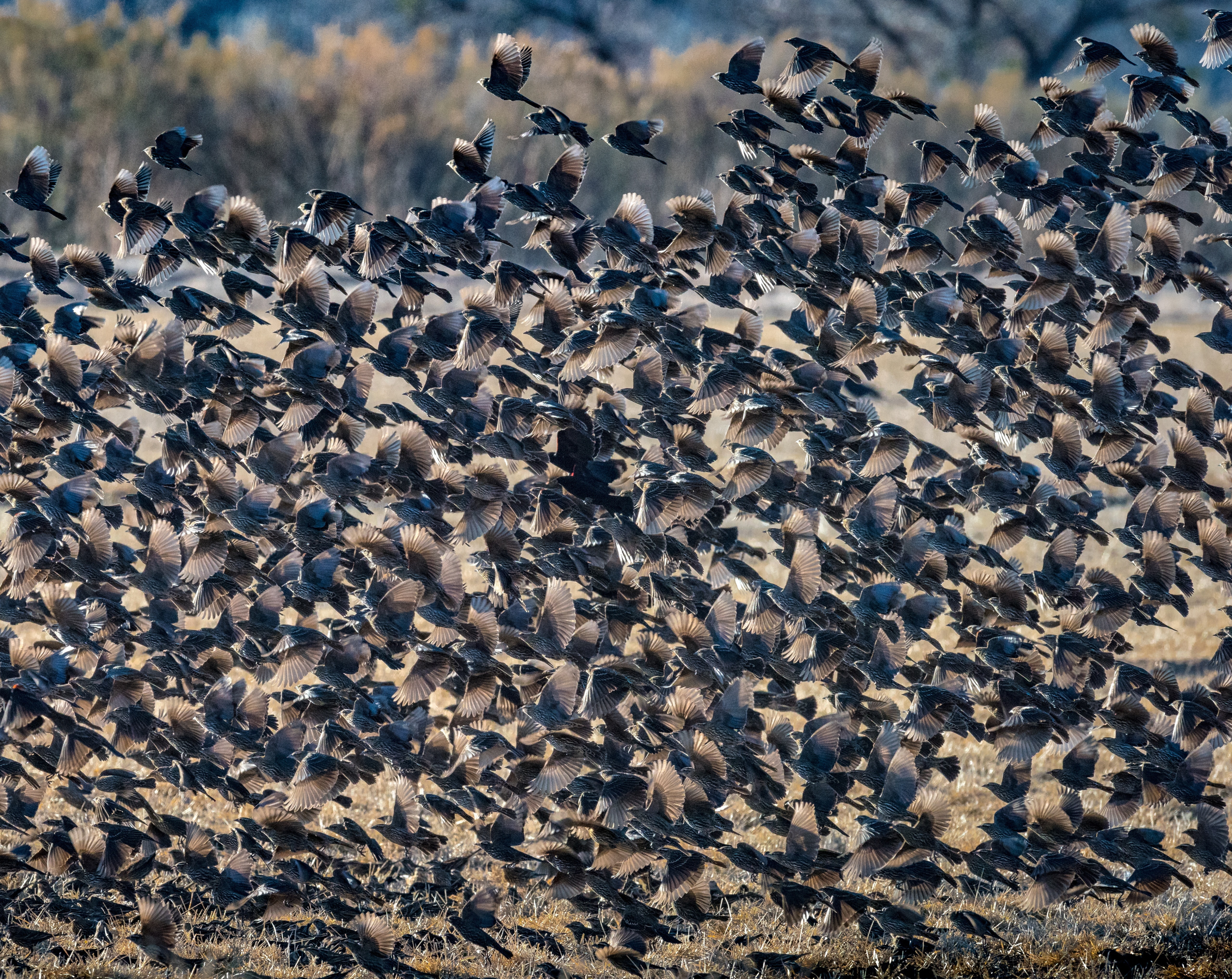 large group of animals, View, colony, herd, animal wildlife, no people, 5K, touristattraction, Destination, conservation, vertebrate, blackbirds, animal, HD Wallpaper