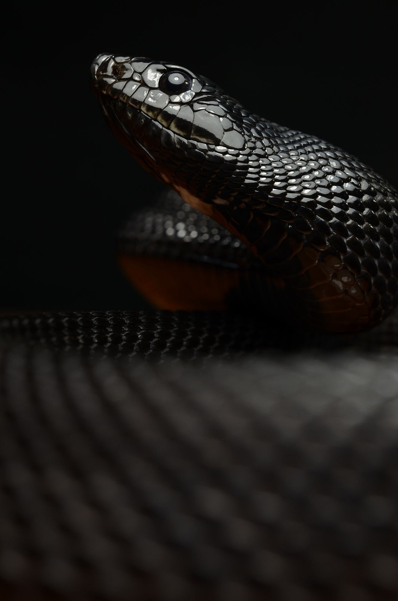 1080P, macro, snake, reptiles, Phone HD Wallpaper