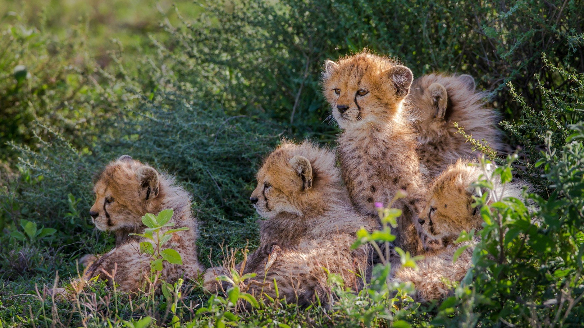 Animales, cachorros, 1080P, Leopardo, Felinos, HD Wallpaper