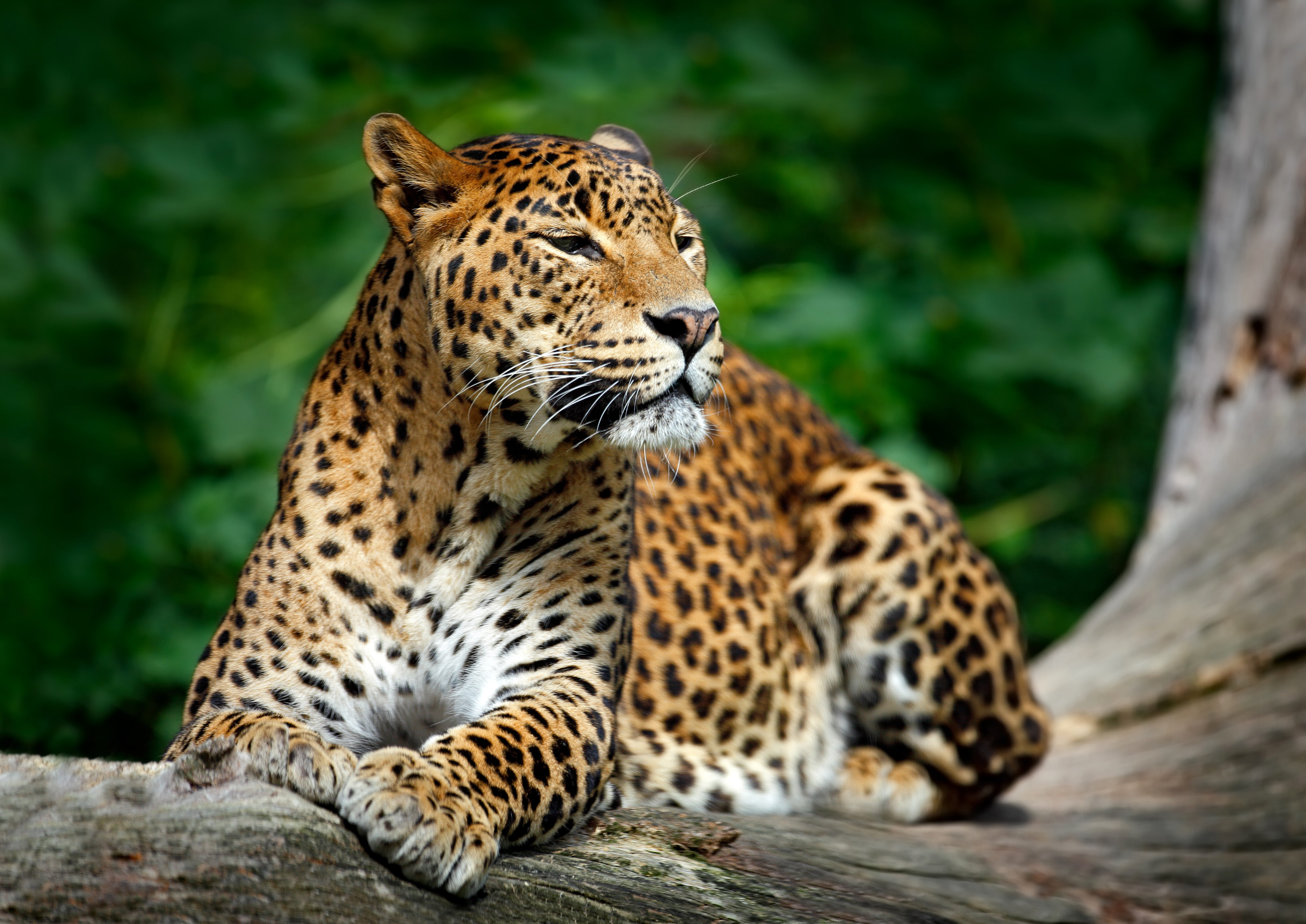 carnivora, feline, day, focus on foreground, animals in the wild, tree, Wildlife, mammal, big cat, animal markings, animal wildlife, cat, nature, one animal, HD Wallpaper