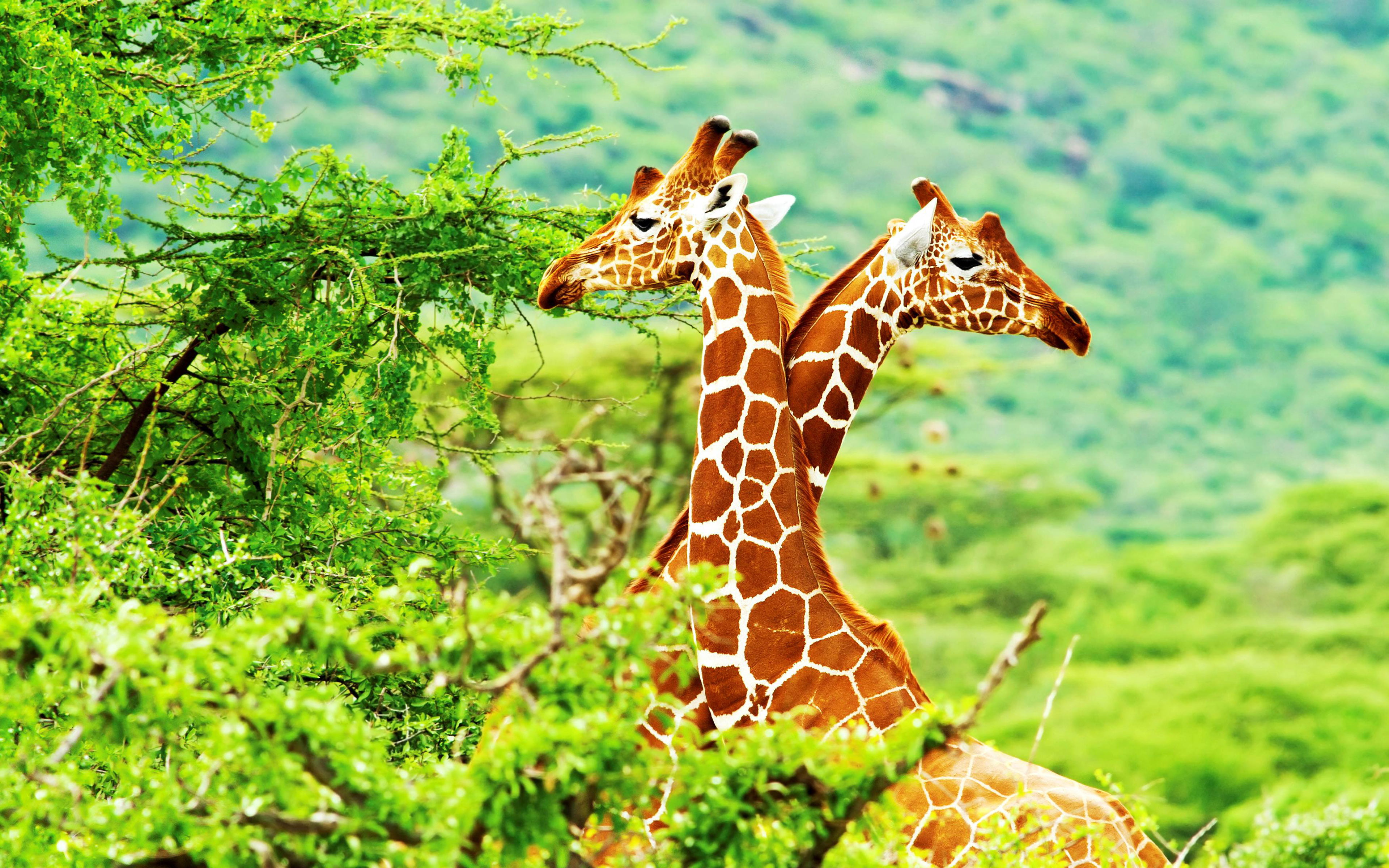 land, giraffes, focus on foreground, 4K, animal, nature, giraffe, national, samburu, day, animal markings, animal wildlife, herbivorous, vertebrate, animal neck, HD Wallpaper