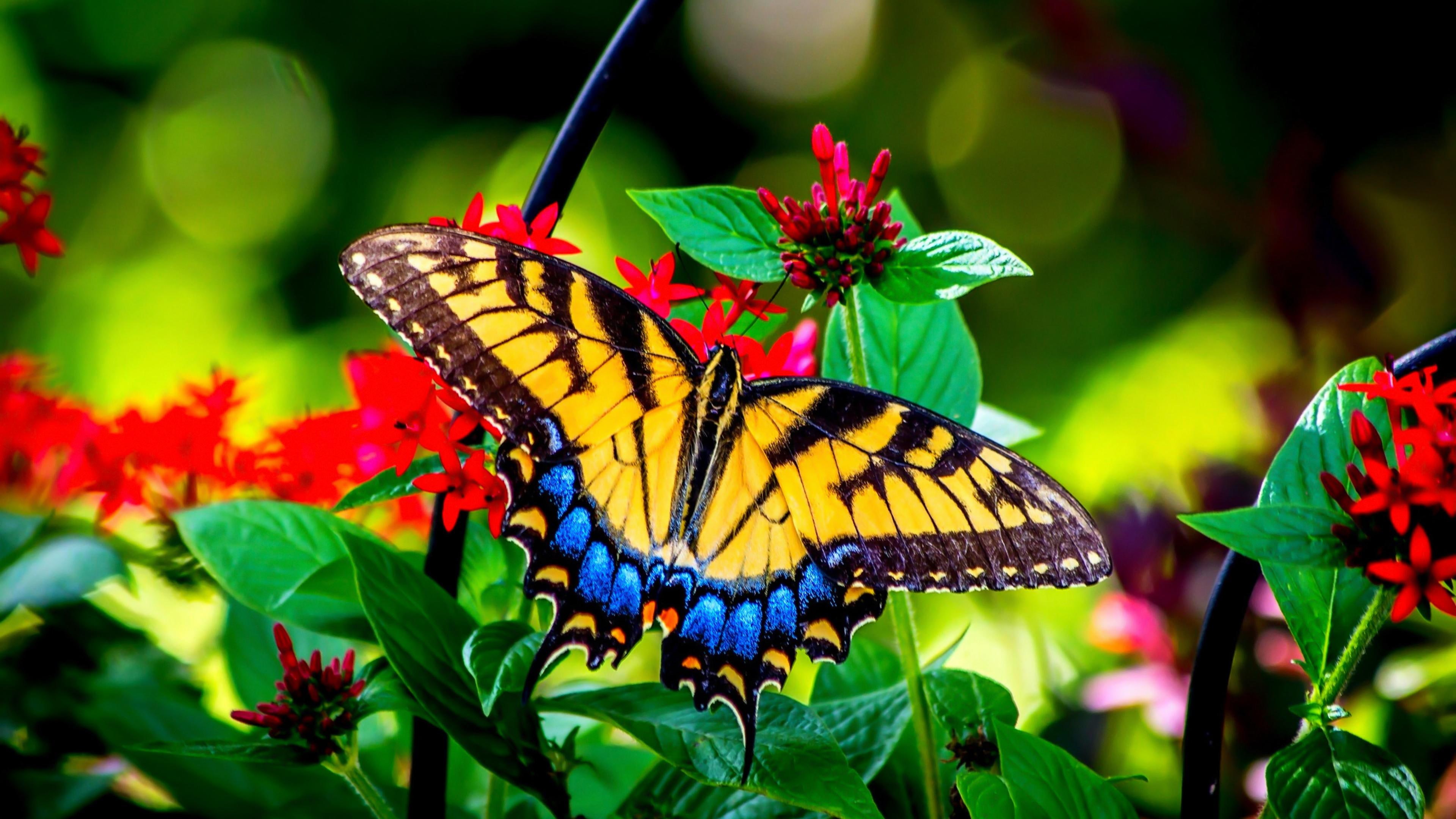 vulnerability, animal wildlife, one animal, leaf, animal wing, plant part, pollination, 4K, fragility, growth, flower head, insect, flowering plant, close-up, HD Wallpaper