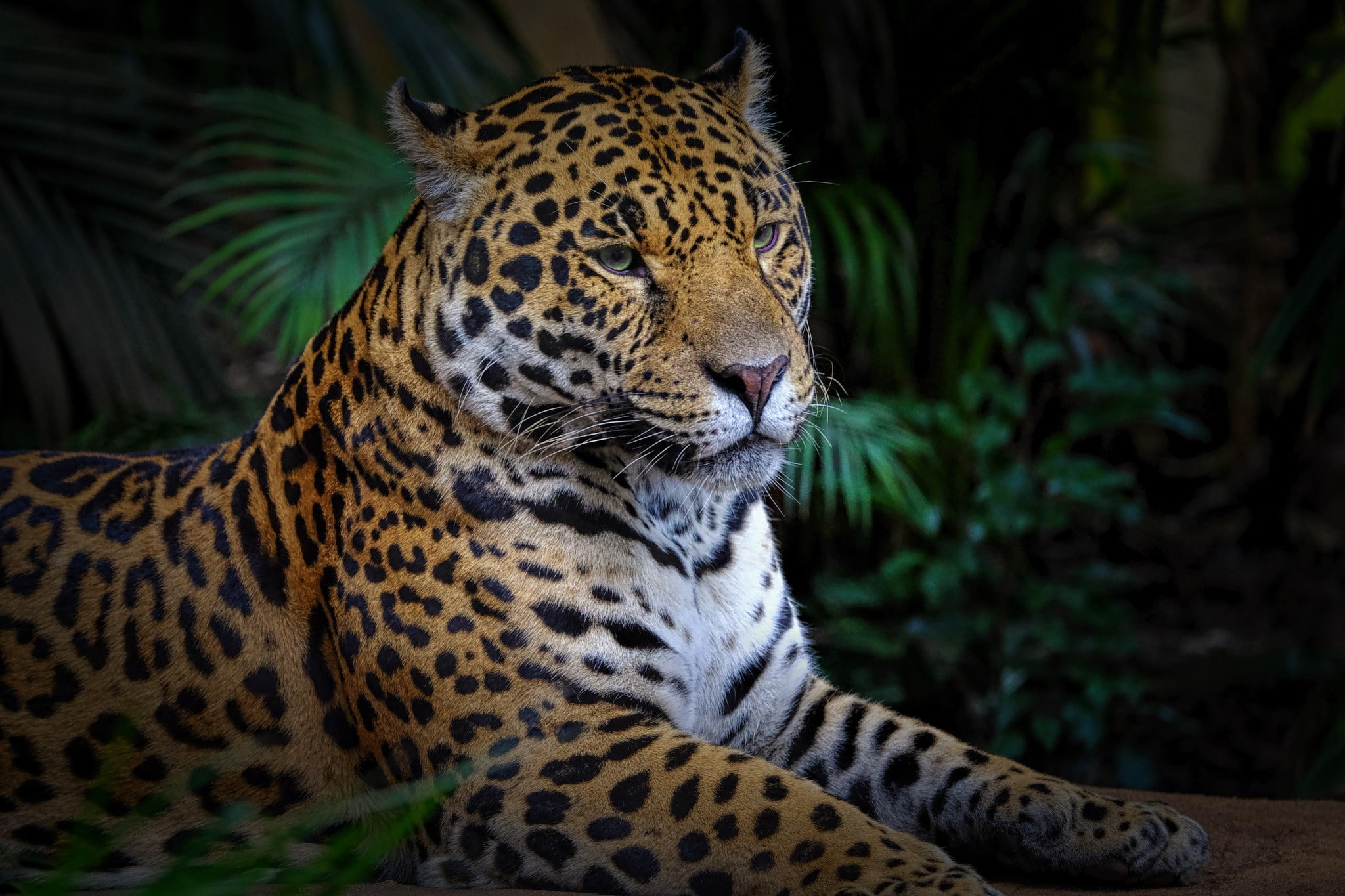 mammal, animals, leopard (animal), focus on foreground, carnivora, animal themes, no people, nature, one animal, tree, animal head, leopard, looking, big cats, HD Wallpaper