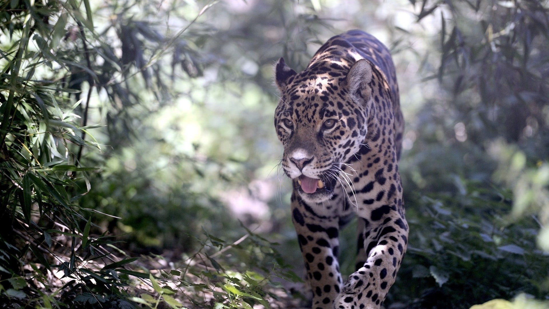 spotted, plants, outdoors, animal, leopard (animal), plant, animals, feline, carnivora, mammal, tree, 1080P, nature, leopard, vertebrate, focus on foreground, HD Wallpaper