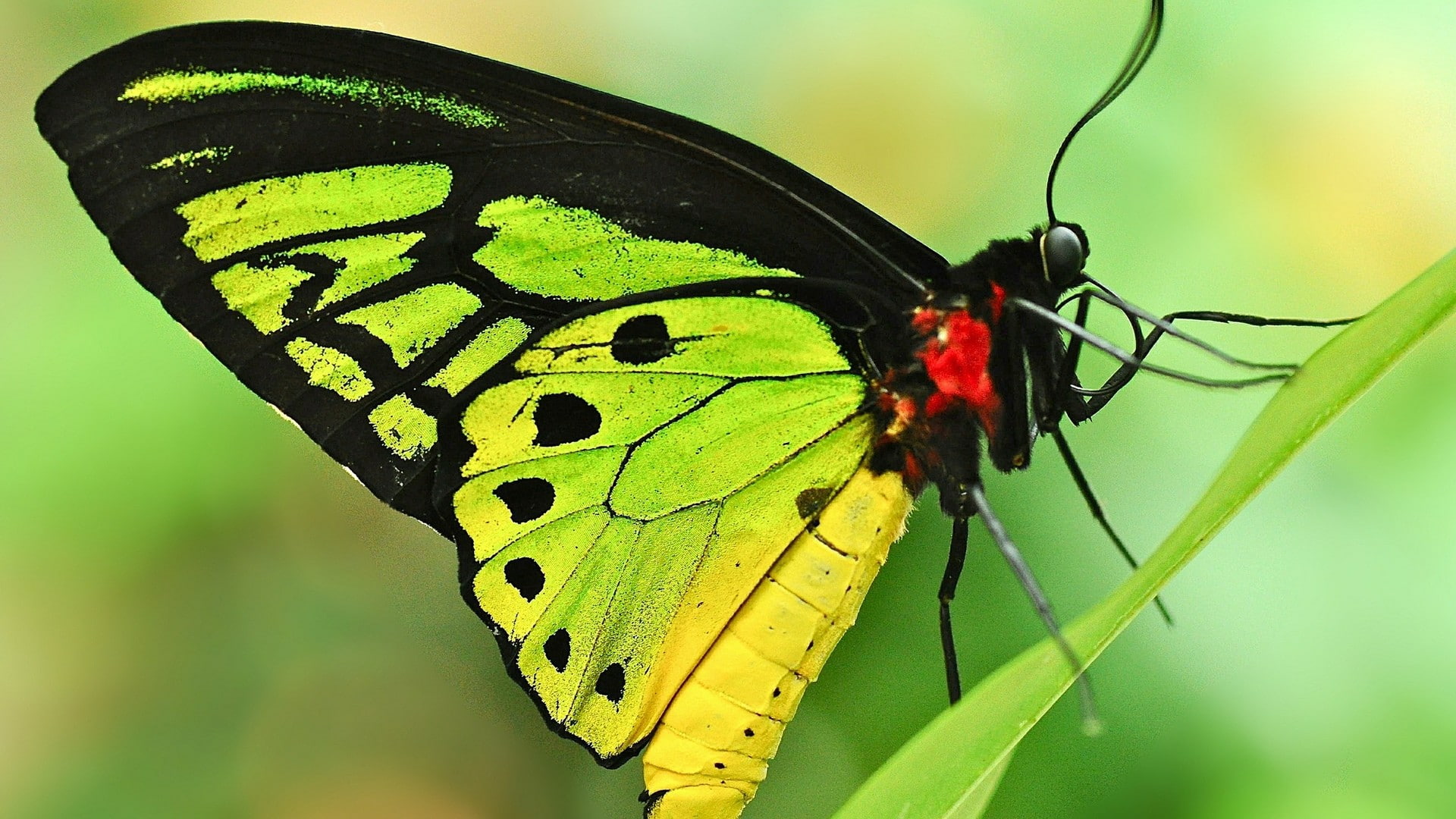 outdoors, butterfly - insect, close-up, animal wing, green color, leaf, macro, animal body part, plant, butterfly, animal wildlife, no people, 1080P, animal markings, HD Wallpaper