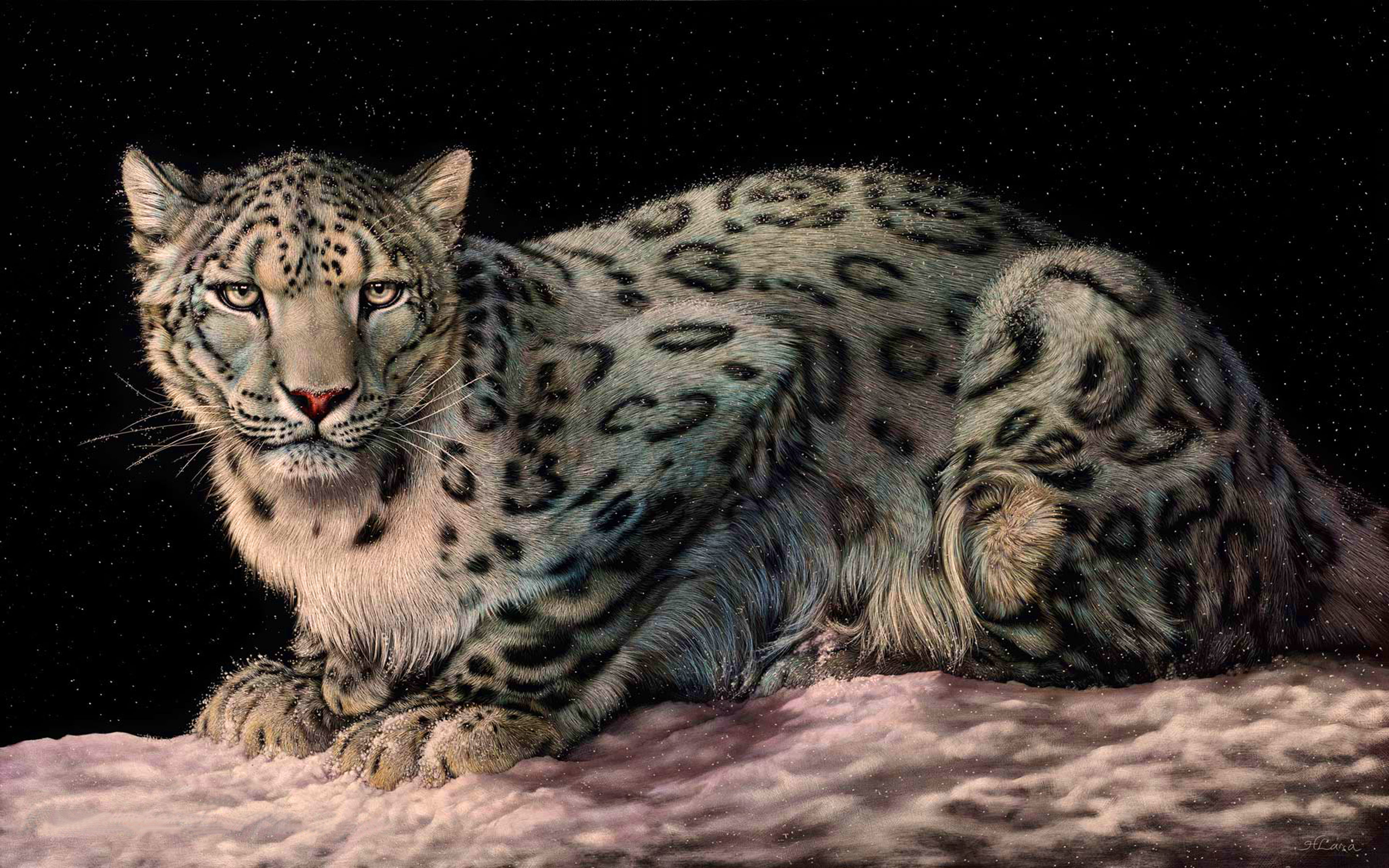 white, animals in the wild, relaxation, mobile, leopard, one animal, looking at camera, black background, pc, domestic animals, animal markings, big cat, HD Wallpaper