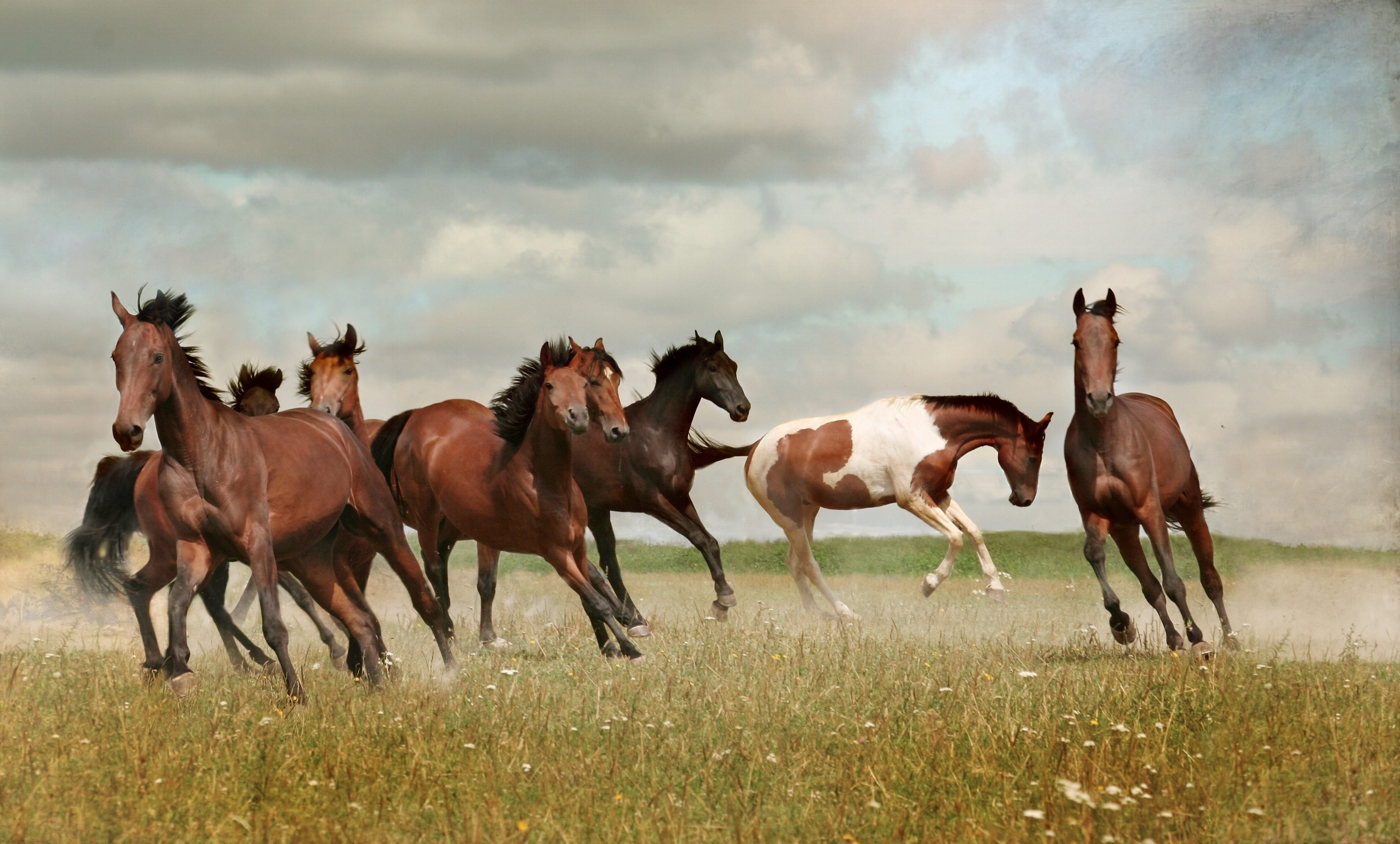 domestic animals, domestic, mustangs, photography, outdoors, animal wildlife, no people, plant, wild, summer, mustang, equine, horses, group of animals, HD Wallpaper
