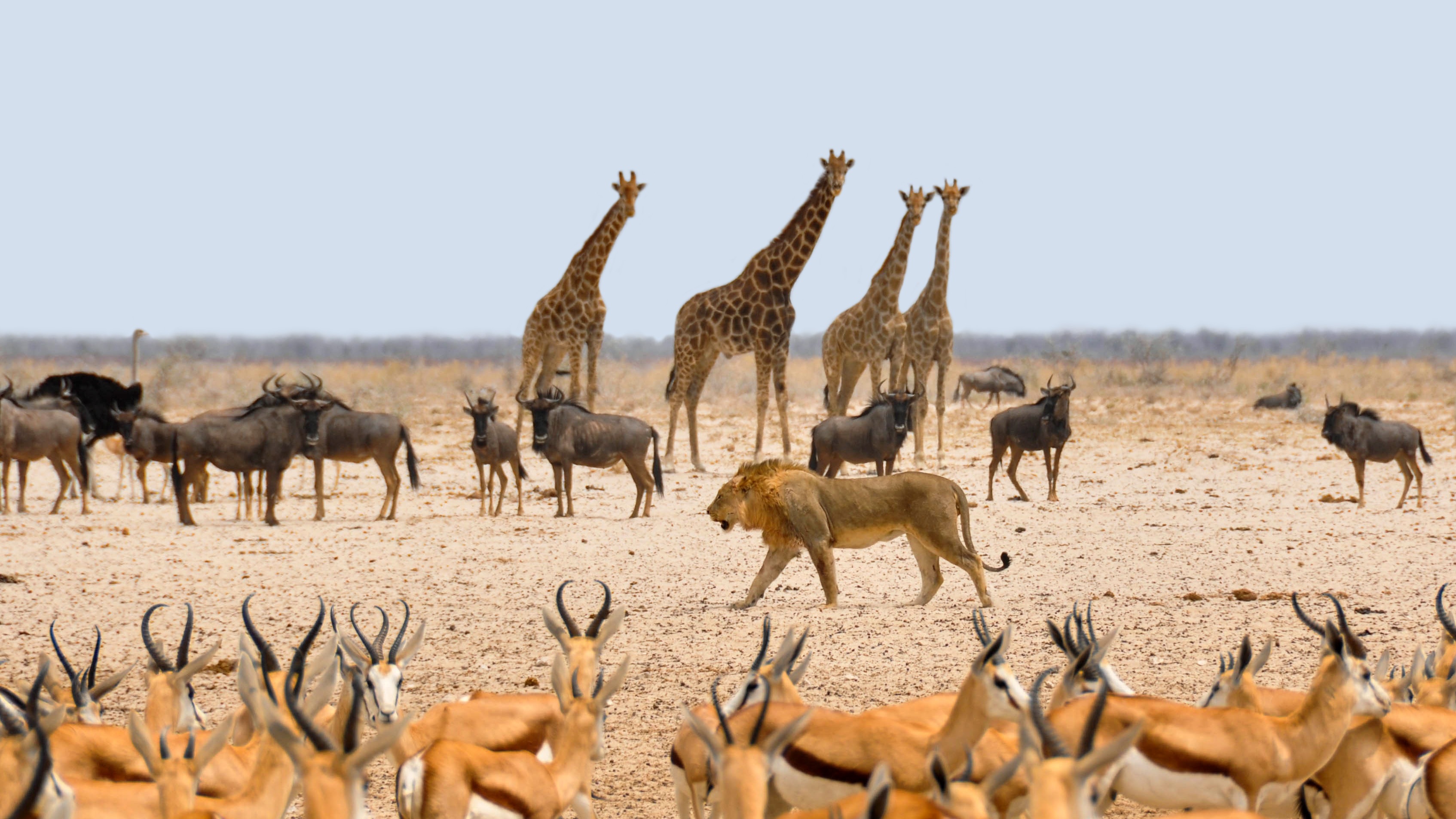 mammal, environment, lion, animals in the wild, arid climate, no people, animals, dust, daytime, domestic animals, nature, water hole, animal wildlife, HD Wallpaper