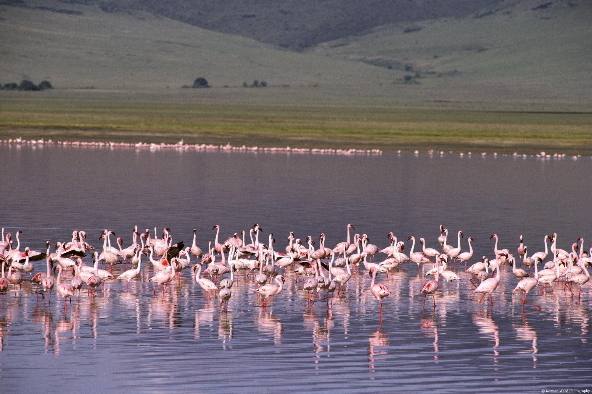 birds, entertainment, herd, lake, flamingoes, animals, 1080P, ducks, other, HD Wallpaper