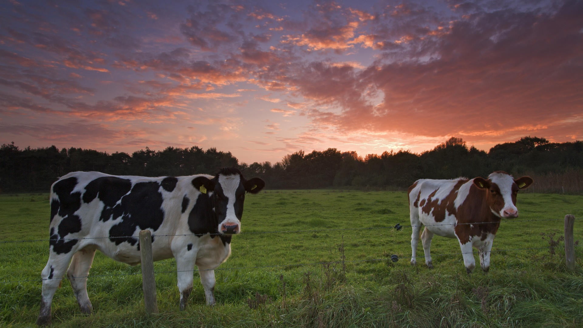 plant, no people, cloud - sky, domestic animals, herbivorous, sky, field, animals, mammal, landscape, black, two, 1080P, ducks, domestic cattle, vertebrate, HD Wallpaper