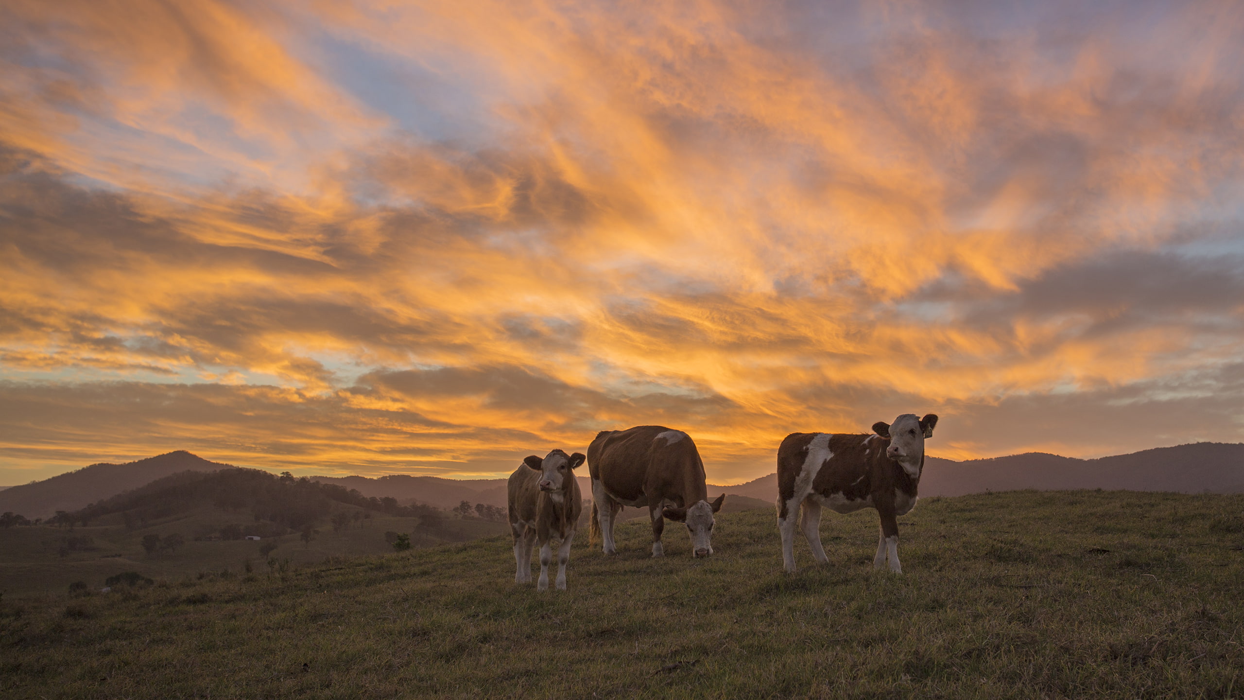 hd, white, cows, 2K, clouds, brown, cow, sunset, animals, HD Wallpaper