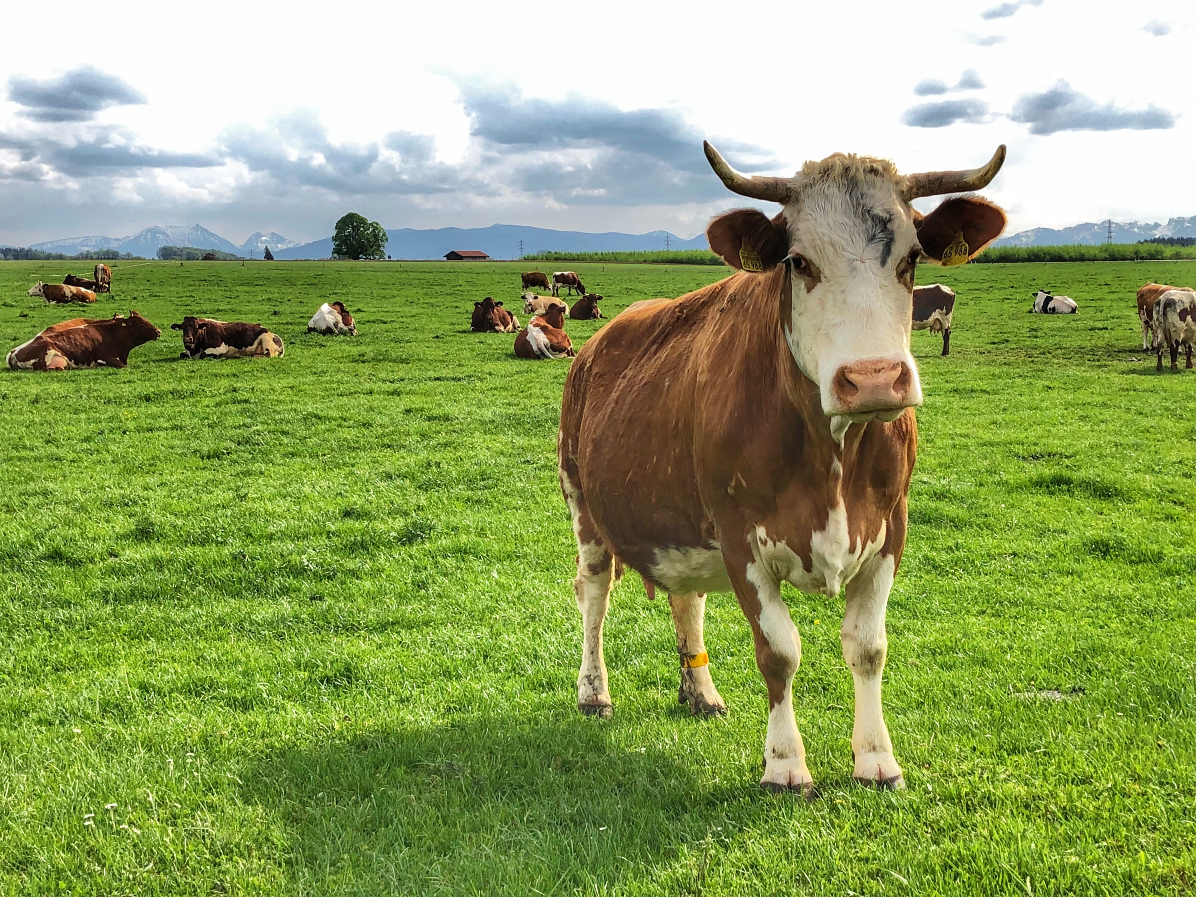 flock, animal themes, vertebrate, animals, nature, agriculture, environment, rural, landscape, pets, no people, cattle, milk, farm, domestic, domestic animals, HD Wallpaper
