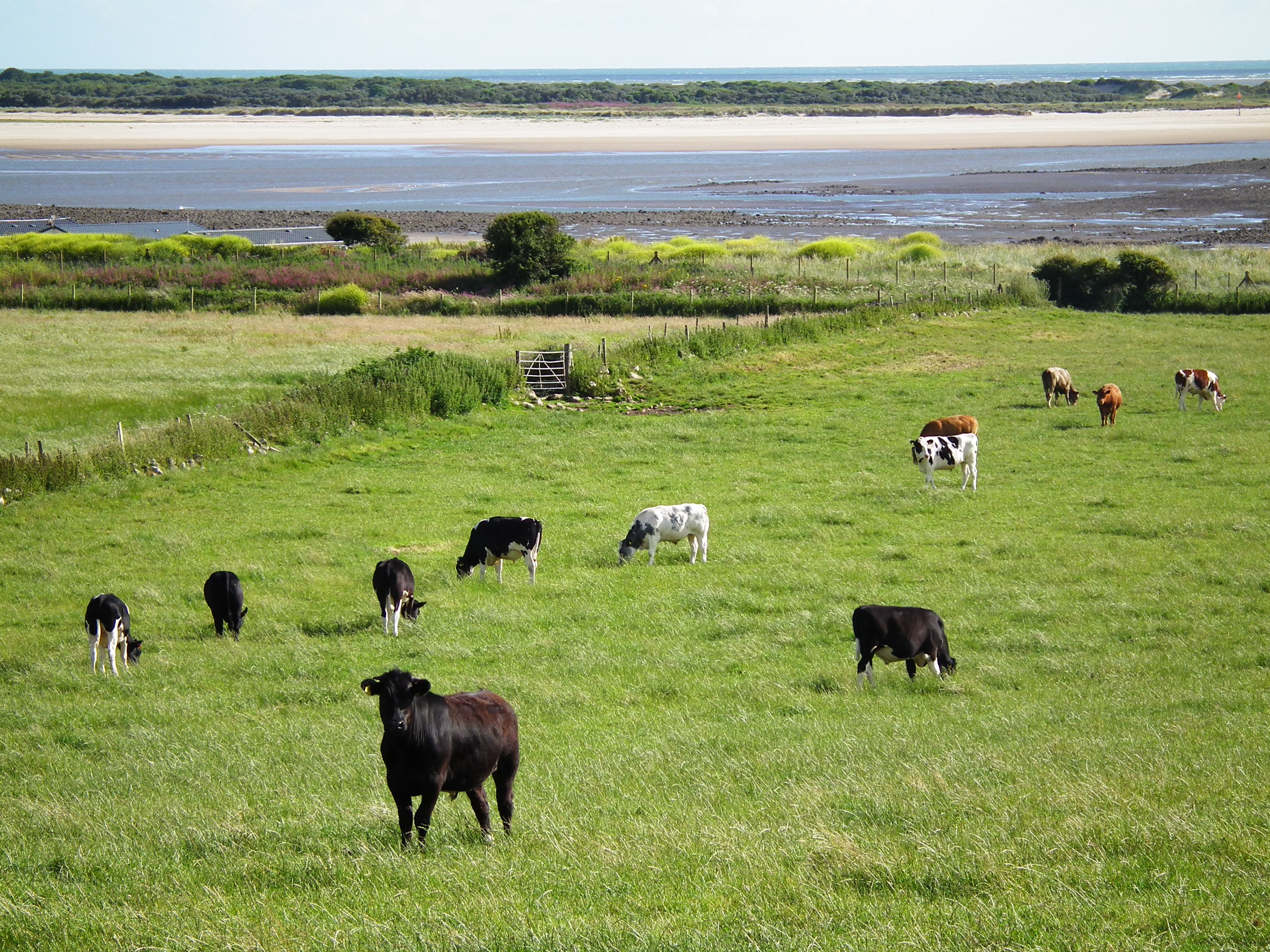 beef, animal, farmland, farming, cattle, grass, agriculture, mammal, summer, livestock, rural, herd, meadow, pasture, vertebrate, 2K, no people, land, HD Wallpaper